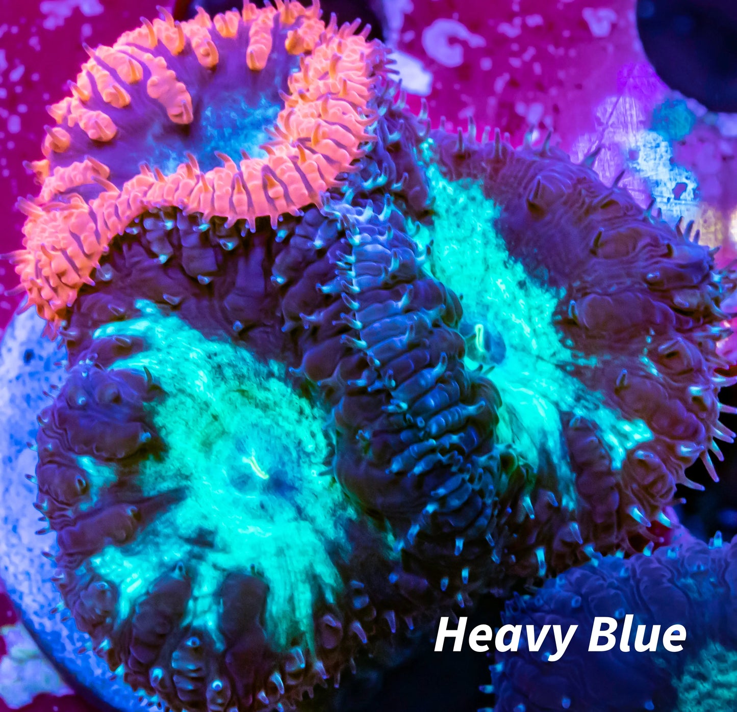 Blastomussa wellsi Coral- Mixed Blasto Coral Frag WYSIWYG Blastomussa wellsi Coral- Mixed Blasto Coral Frag WYSIWYG LPS Blastomussa wellsi Coral- Mixed Blasto Coral Frag WYSIWYG Zeo Box Reef