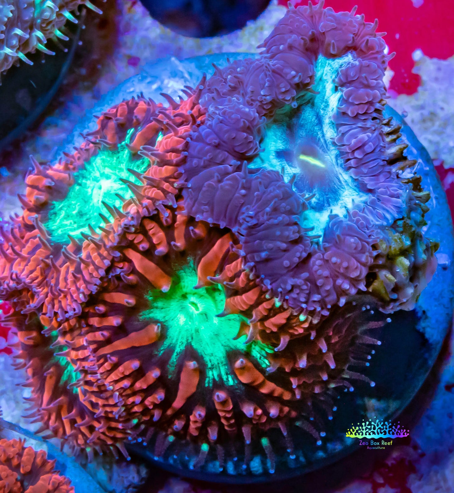 Blastomussa wellsi Coral- Mixed Blasto Coral Frag WYSIWYG Blastomussa wellsi Coral- Mixed Blasto Coral Frag WYSIWYG LPS Blastomussa wellsi Coral- Mixed Blasto Coral Frag WYSIWYG Zeo Box Reef