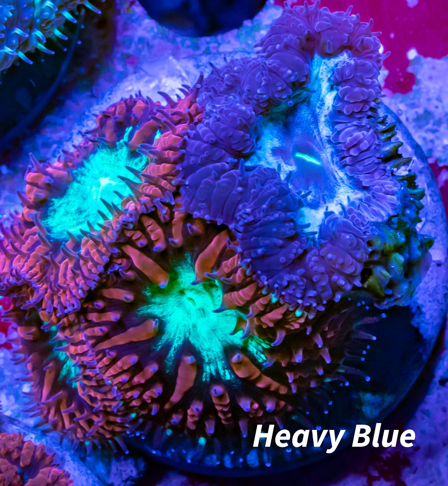 Blastomussa wellsi Coral- Mixed Blasto Coral Frag WYSIWYG Blastomussa wellsi Coral- Mixed Blasto Coral Frag WYSIWYG LPS Blastomussa wellsi Coral- Mixed Blasto Coral Frag WYSIWYG Zeo Box Reef
