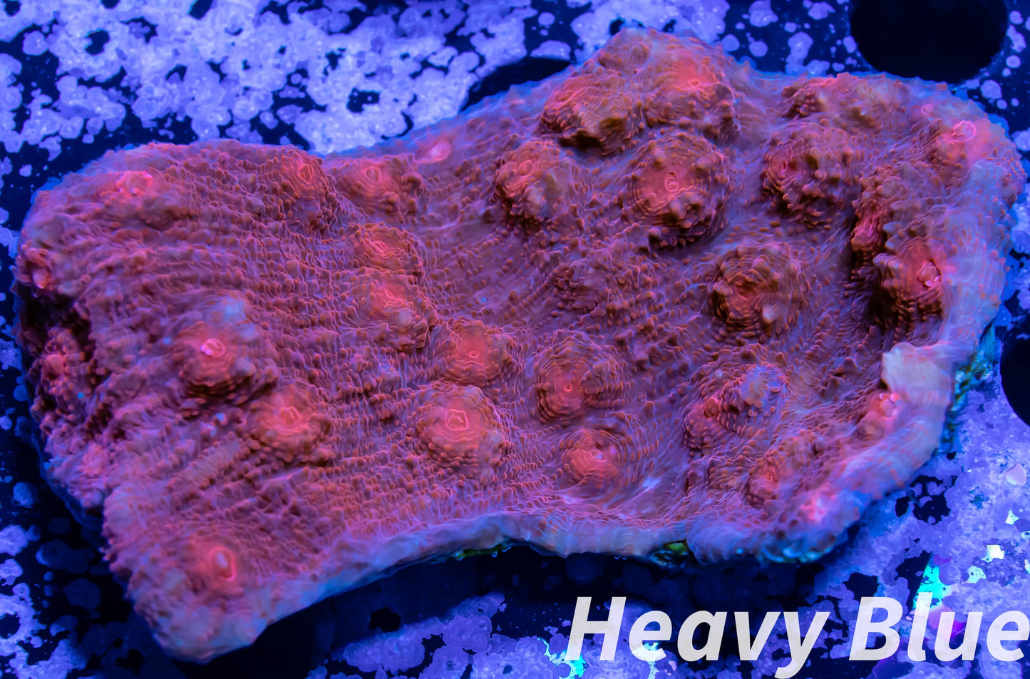 Chalice Coral- LPS- Red Chalice WYSIWYG 6cm Chalice Coral- LPS- Red Chalice WYSIWYG 6cm LPS Chalice Coral- LPS- Red Chalice WYSIWYG 6cm Zeo Box Reef