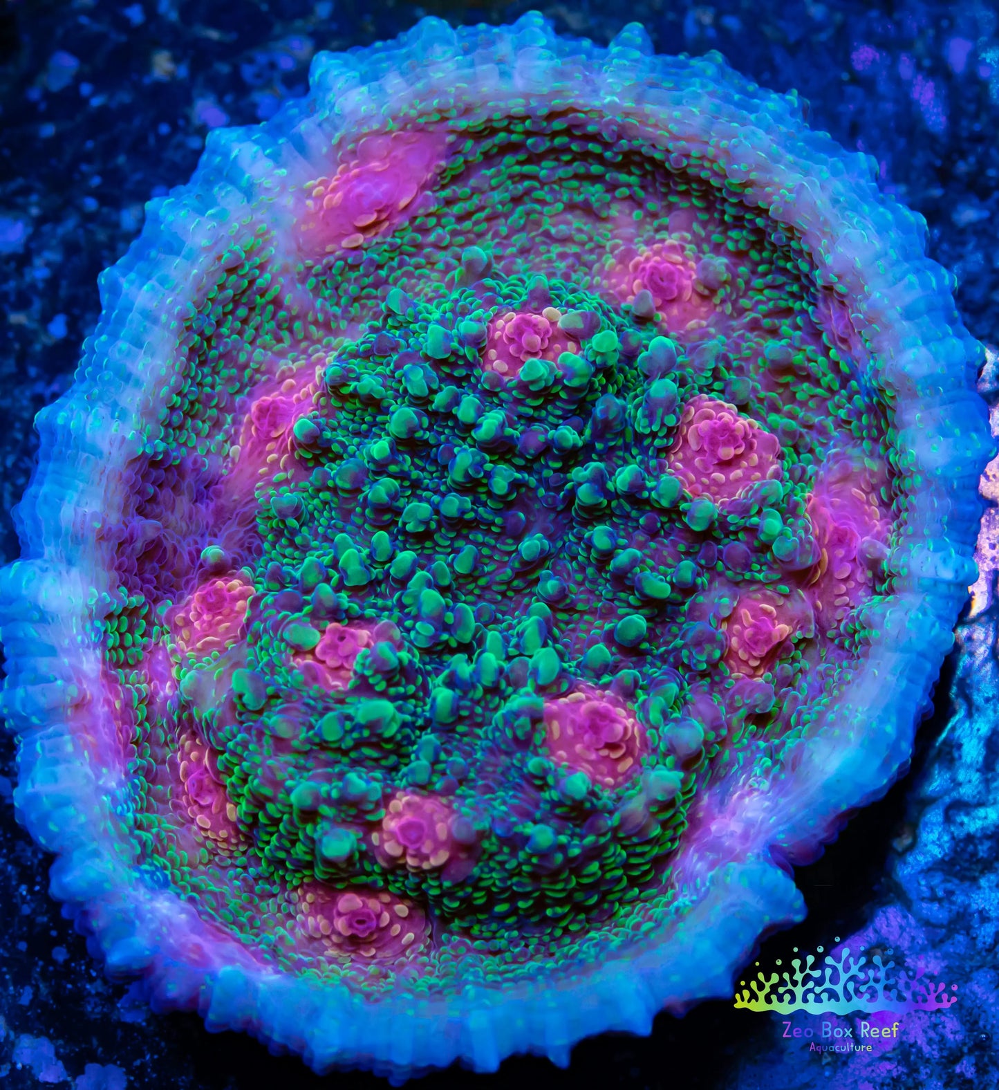 Chalice Coral- LPS Frag- Chalice WYSIWYG Chalice Coral- LPS Frag- Chalice WYSIWYG LPS Chalice Coral- LPS Frag- Chalice WYSIWYG Zeo Box Reef