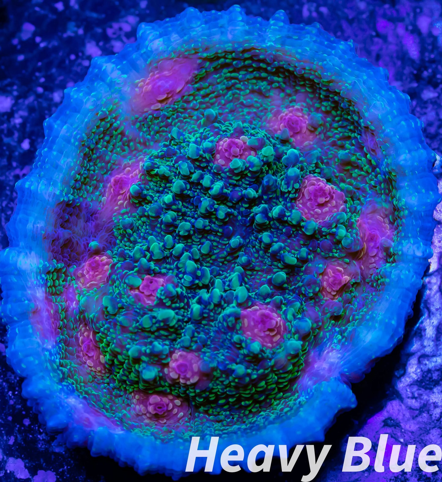 Chalice Coral- LPS Frag- Chalice WYSIWYG Chalice Coral- LPS Frag- Chalice WYSIWYG LPS Chalice Coral- LPS Frag- Chalice WYSIWYG Zeo Box Reef