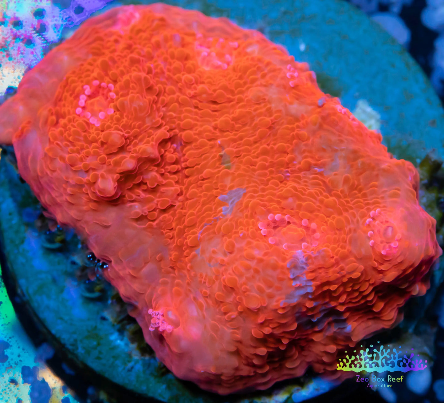 Chalice Coral- LPS Frag- Chalice WYSIWYG Chalice Coral- LPS Frag- Chalice WYSIWYG LPS Chalice Coral- LPS Frag- Chalice WYSIWYG Zeo Box Reef