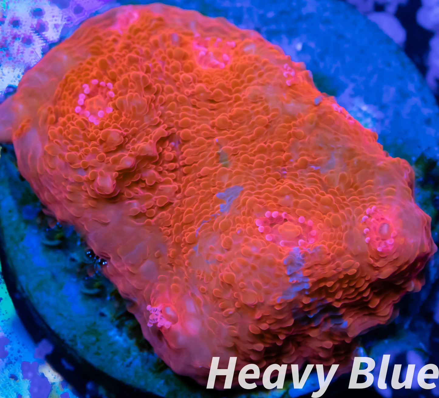 Chalice Coral- LPS Frag- Chalice WYSIWYG Chalice Coral- LPS Frag- Chalice WYSIWYG LPS Chalice Coral- LPS Frag- Chalice WYSIWYG Zeo Box Reef