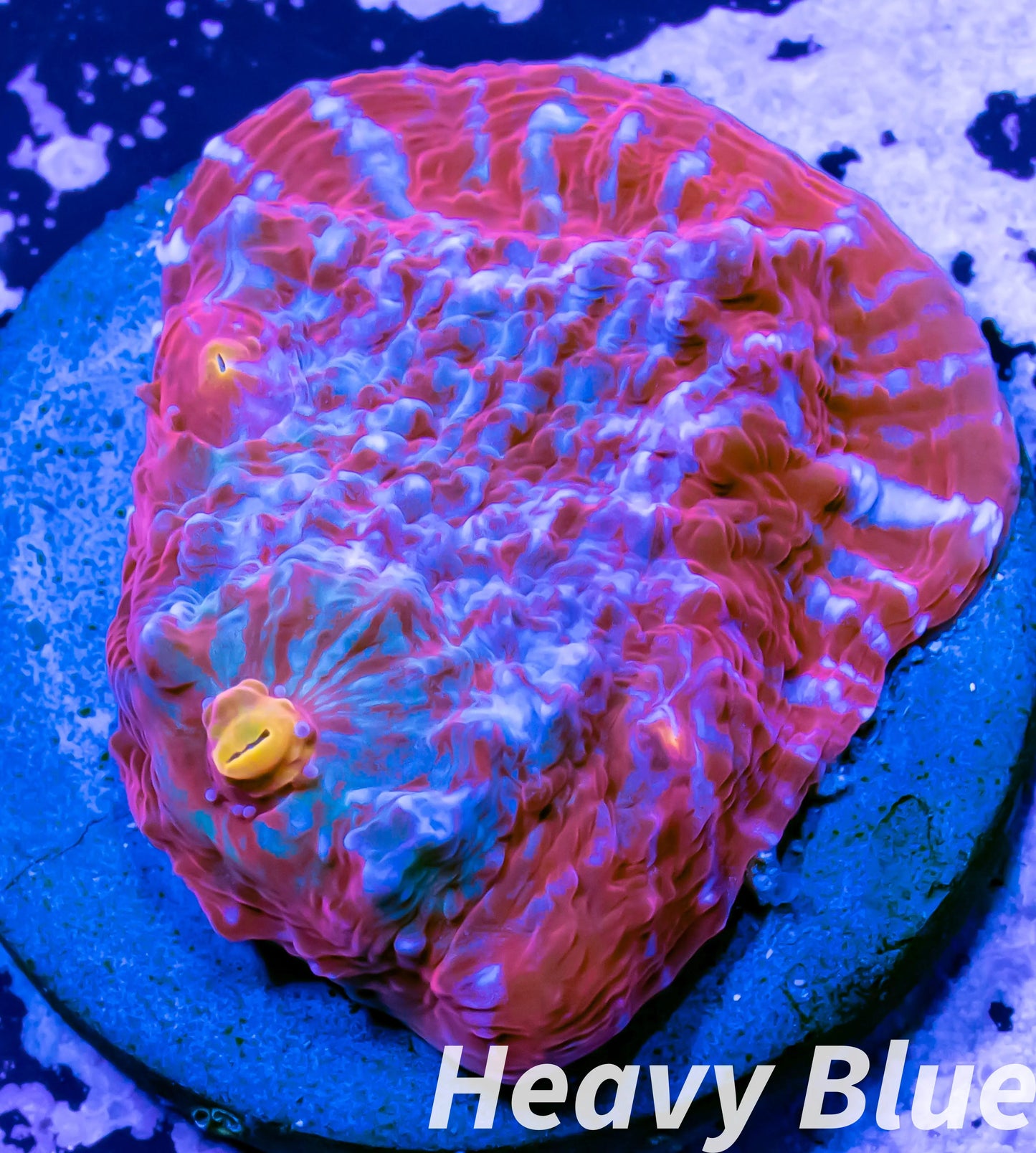 Chalice Coral- LPS Frag- Chalice WYSIWYG Chalice Coral- LPS Frag- Chalice WYSIWYG LPS Chalice Coral- LPS Frag- Chalice WYSIWYG Zeo Box Reef