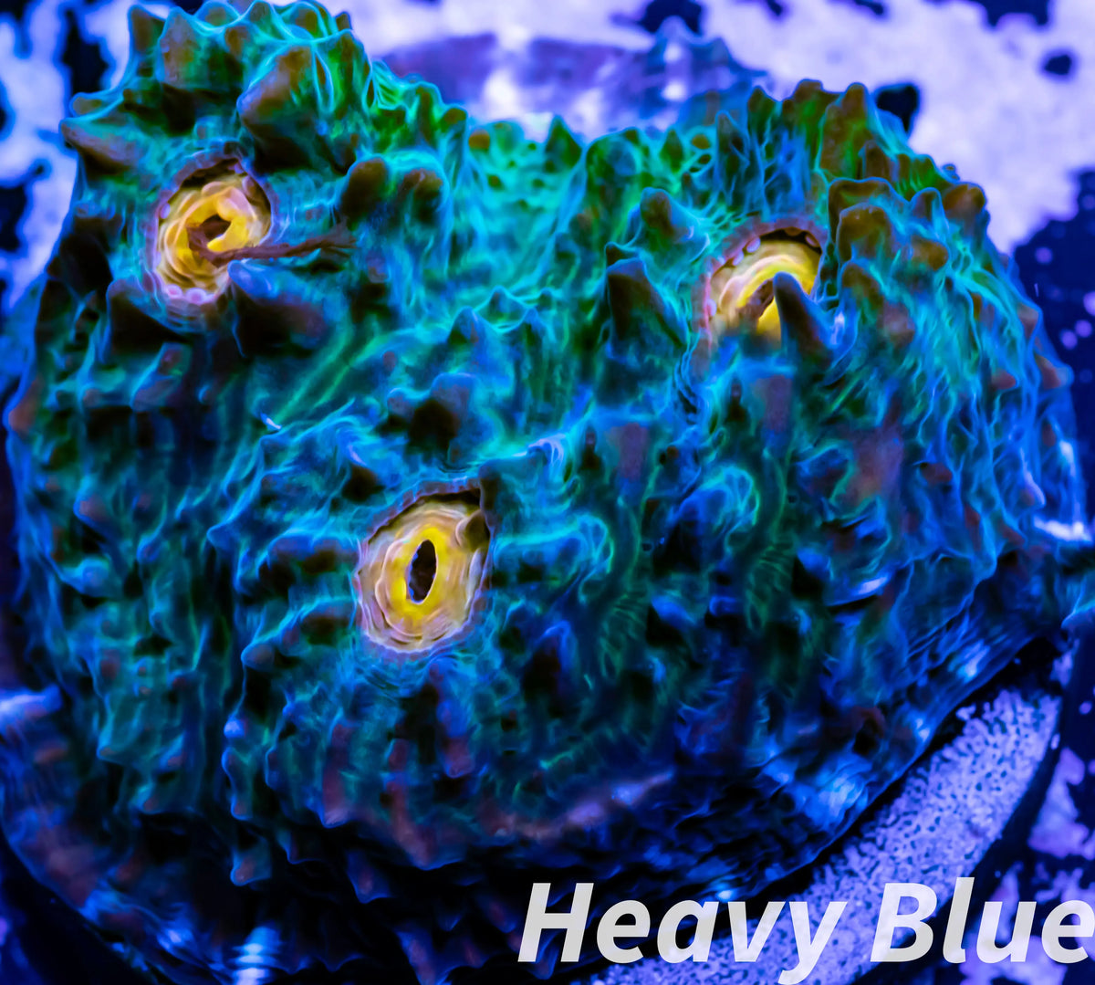 Chalice Coral- LPS Frag- Chalice WYSIWYG Chalice Coral- LPS Frag- Chalice WYSIWYG LPS Chalice Coral- LPS Frag- Chalice WYSIWYG Zeo Box Reef