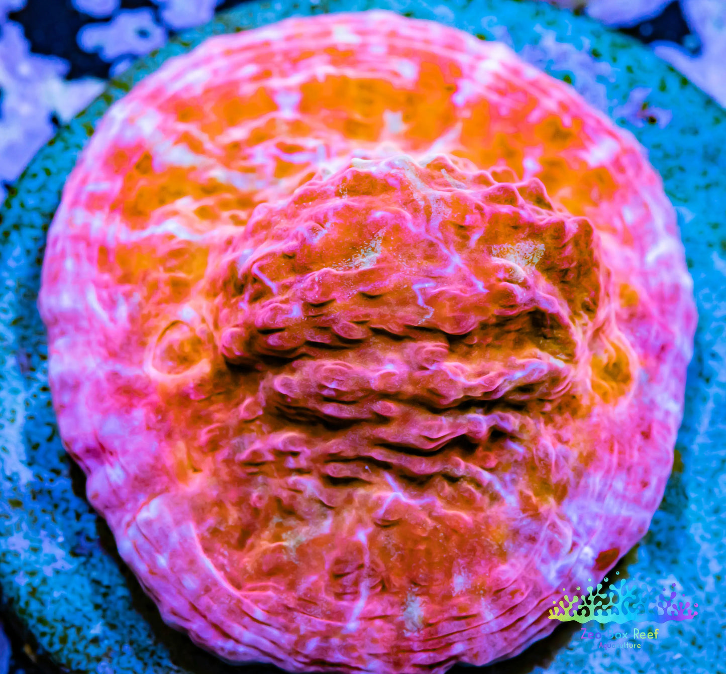 Chalice Coral- LPS Frag- Chalice WYSIWYG Chalice Coral- LPS Frag- Chalice WYSIWYG LPS Chalice Coral- LPS Frag- Chalice WYSIWYG Zeo Box Reef