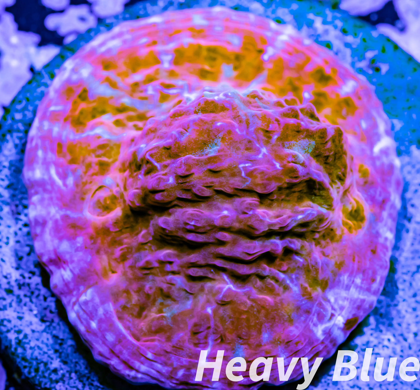 Chalice Coral- LPS Frag- Chalice WYSIWYG Chalice Coral- LPS Frag- Chalice WYSIWYG LPS Chalice Coral- LPS Frag- Chalice WYSIWYG Zeo Box Reef