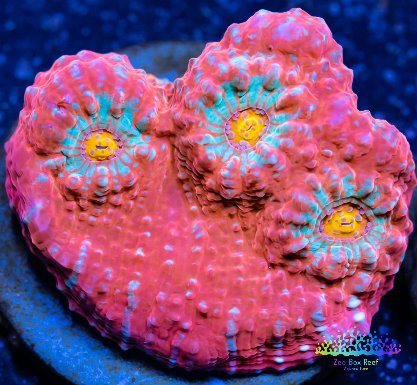 Chalice Coral- LPS Frag- Chalice WYSIWYG Chalice Coral- LPS Frag- Chalice WYSIWYG LPS Chalice Coral- LPS Frag- Chalice WYSIWYG Zeo Box Reef