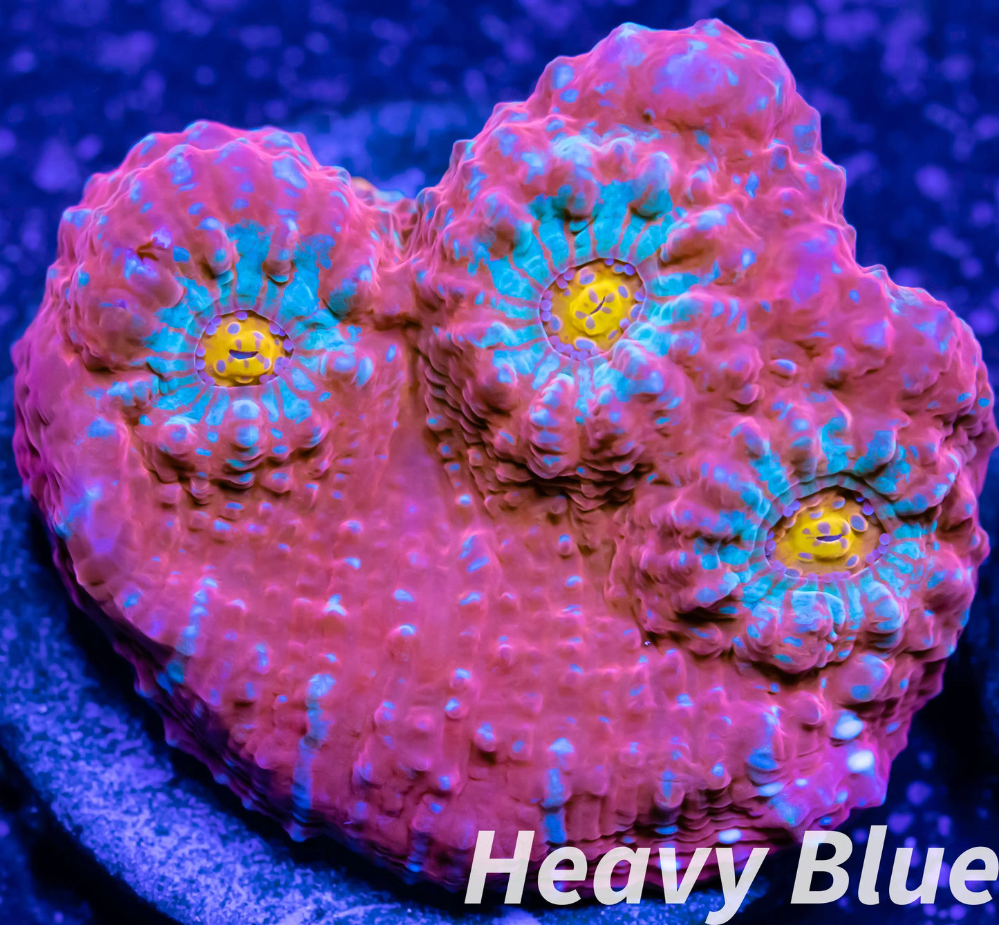 Chalice Coral- LPS Frag- Chalice WYSIWYG Chalice Coral- LPS Frag- Chalice WYSIWYG LPS Chalice Coral- LPS Frag- Chalice WYSIWYG Zeo Box Reef