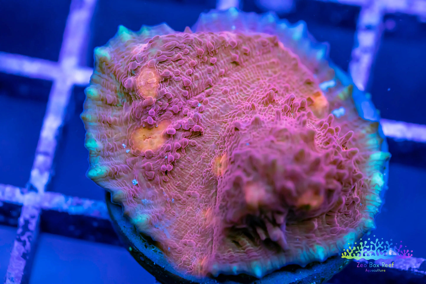 Chalice Coral- LPS Frag- Chalice Chalice Coral- LPS Frag- Chalice LPS Chalice Coral- LPS Frag- Chalice Zeo Box Reef