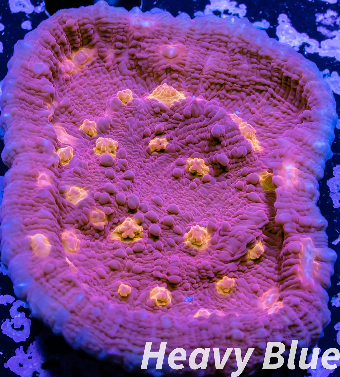 Chalice Coral- LPS Frag- Golden Eye Chalice WYSIWYG Chalice Coral- LPS Frag- Golden Eye Chalice WYSIWYG LPS Chalice Coral- LPS Frag- Golden Eye Chalice WYSIWYG Zeo Box Reef