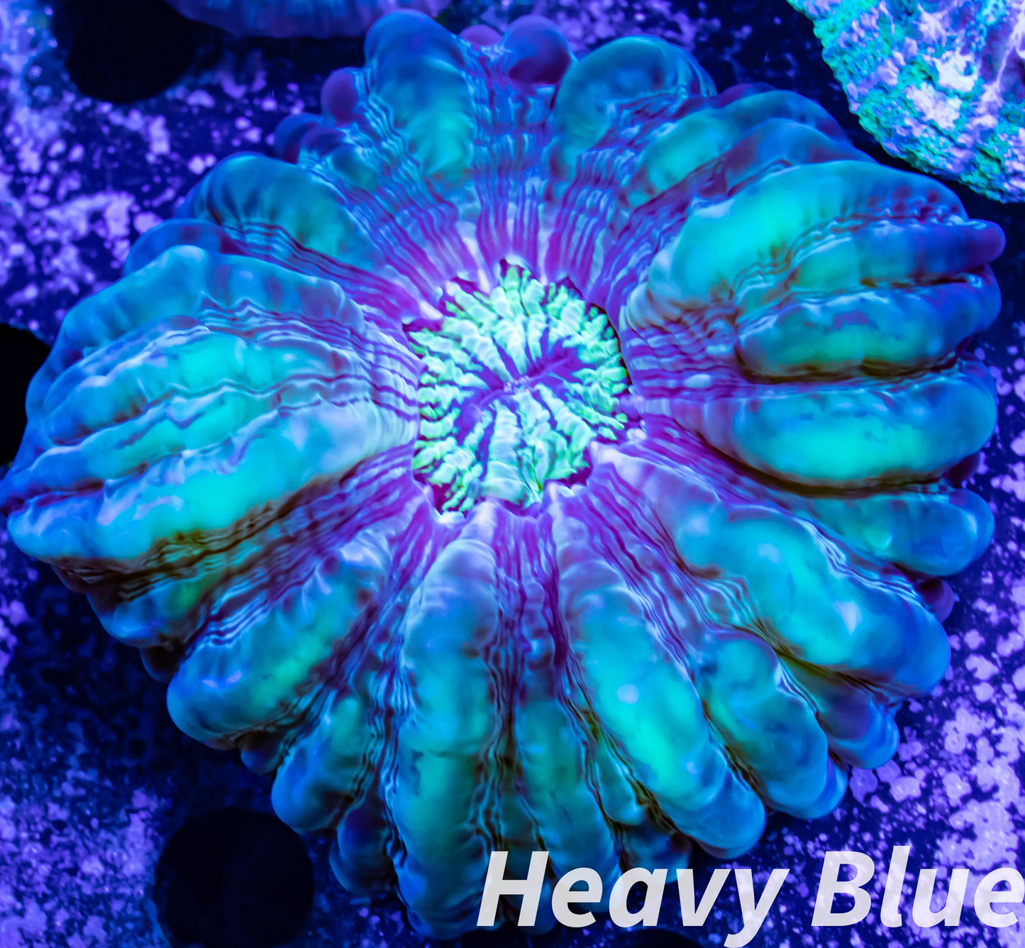 Copy of Cynaria Coral - LPS - WA Mini Cynaria 6cm WYSIWYG Copy of Cynaria Coral - LPS - WA Mini Cynaria 6cm WYSIWYG Copy of Cynaria Coral - LPS - WA Mini Cynaria 6cm WYSIWYG Zeo Box Reef