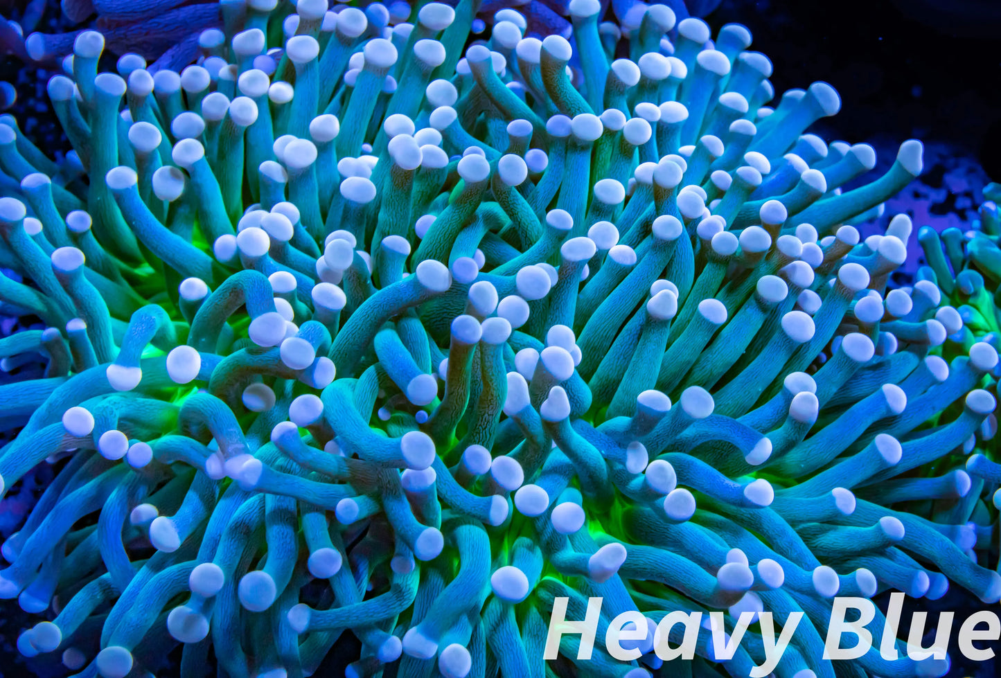 Copy of Euphyllia Glabrescens Coral- LPS- WYSIWYG Torch Coral 8cm Copy of Euphyllia Glabrescens Coral- LPS- WYSIWYG Torch Coral 8cm LPS Copy of Euphyllia Glabrescens Coral- LPS- WYSIWYG Torch Coral 8cm Zeo Box Reef