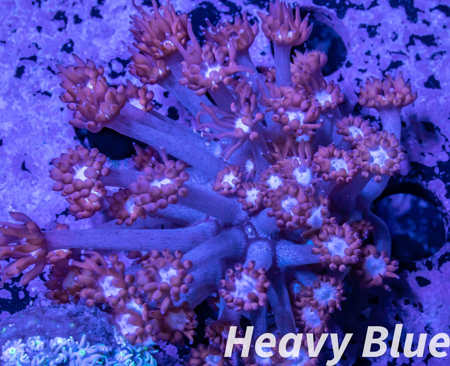 Copy of Goniopora Coral - LPS - Ultra Goni Frag- WYSIWYG Copy of Goniopora Coral - LPS - Ultra Goni Frag- WYSIWYG Animals & Pet Supplies Copy of Goniopora Coral - LPS - Ultra Goni Frag- WYSIWYG Zeo Box Reef