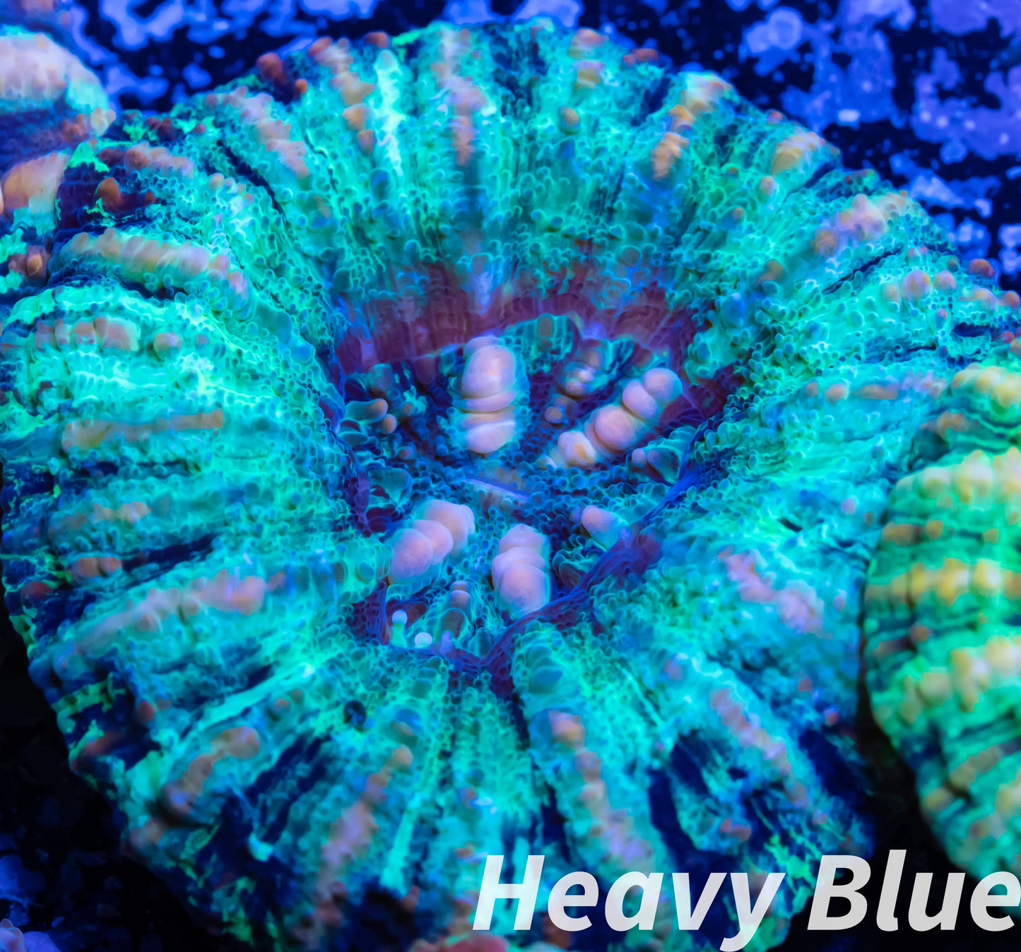 Copy of LPS Coral -WA Button Scolymia- Scoly WYSIWYG 1.8cm Copy of LPS Coral -WA Button Scolymia- Scoly WYSIWYG 1.8cm LPS Copy of LPS Coral -WA Button Scolymia- Scoly WYSIWYG 1.8cm Zeo Box Reef