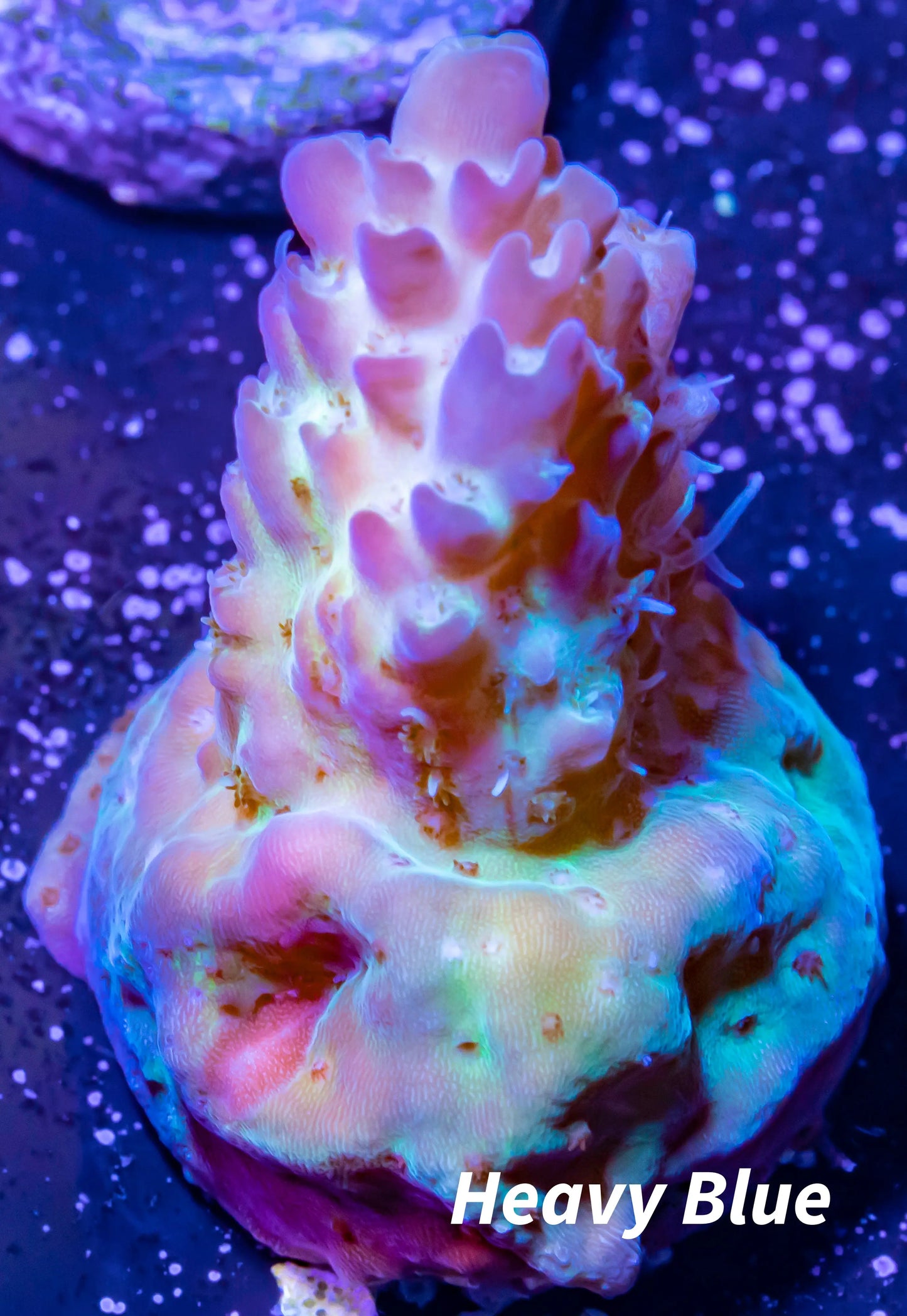 Copy of Tierra Del Fuego Frag WYSIWYG Copy of Tierra Del Fuego Frag WYSIWYG SPS Copy of Tierra Del Fuego Frag WYSIWYG Zeo Box Reef