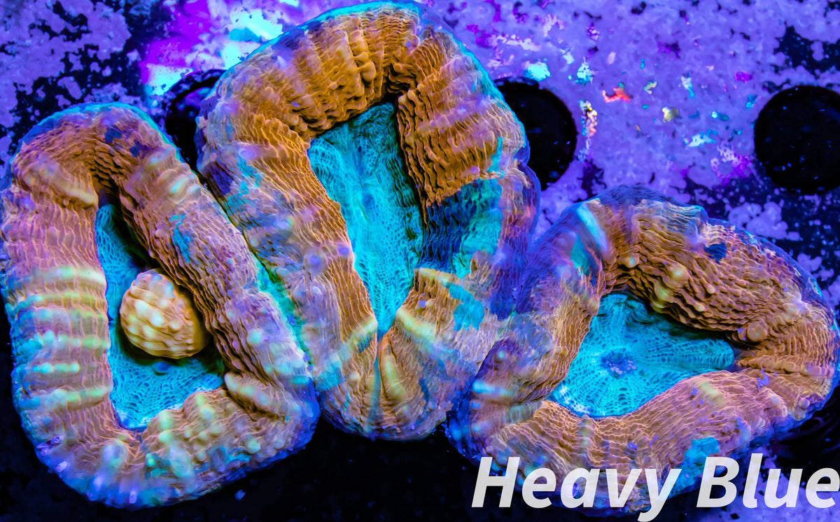 Coral- LPS- Ultra Lobophyllia- Lobo WYSIWYG 7cm Coral- LPS- Ultra Lobophyllia- Lobo WYSIWYG 7cm LPS Coral- LPS- Ultra Lobophyllia- Lobo WYSIWYG 7cm Zeo Box Reef