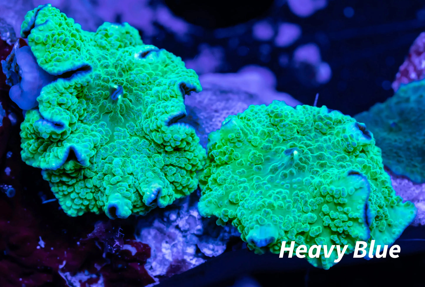 Corellamorph - Mushroom Coral WYSIWYG Corellamorph - Mushroom Coral WYSIWYG Animals & Pet Supplies Corellamorph - Mushroom Coral WYSIWYG Zeo Box Reef