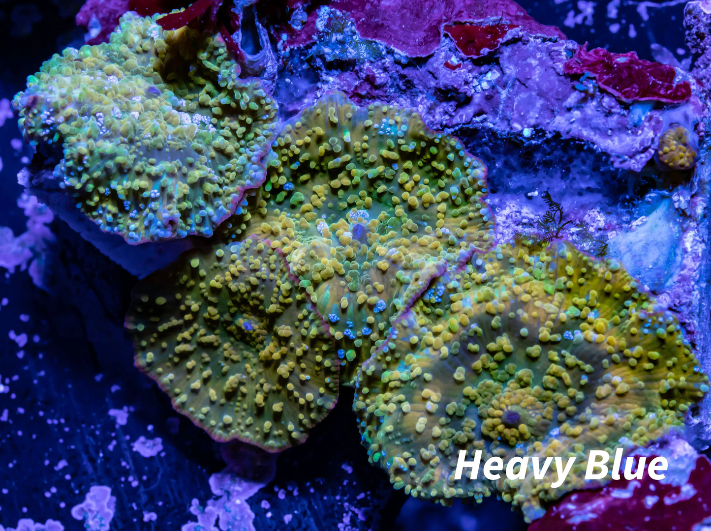 Corellamorph - Mushroom Coral WYSIWYG Corellamorph - Mushroom Coral WYSIWYG Animals & Pet Supplies Corellamorph - Mushroom Coral WYSIWYG Zeo Box Reef