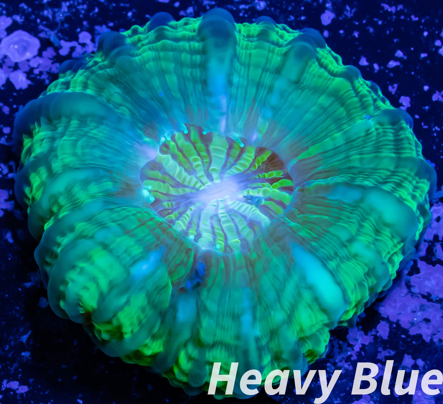 Cynarina Coral - LPS - WA Cynaria 4cm WYSIWYG Cynarina Coral - LPS - WA Cynaria 4cm WYSIWYG Cynarina Coral - LPS - WA Cynaria 4cm WYSIWYG Zeo Box Reef