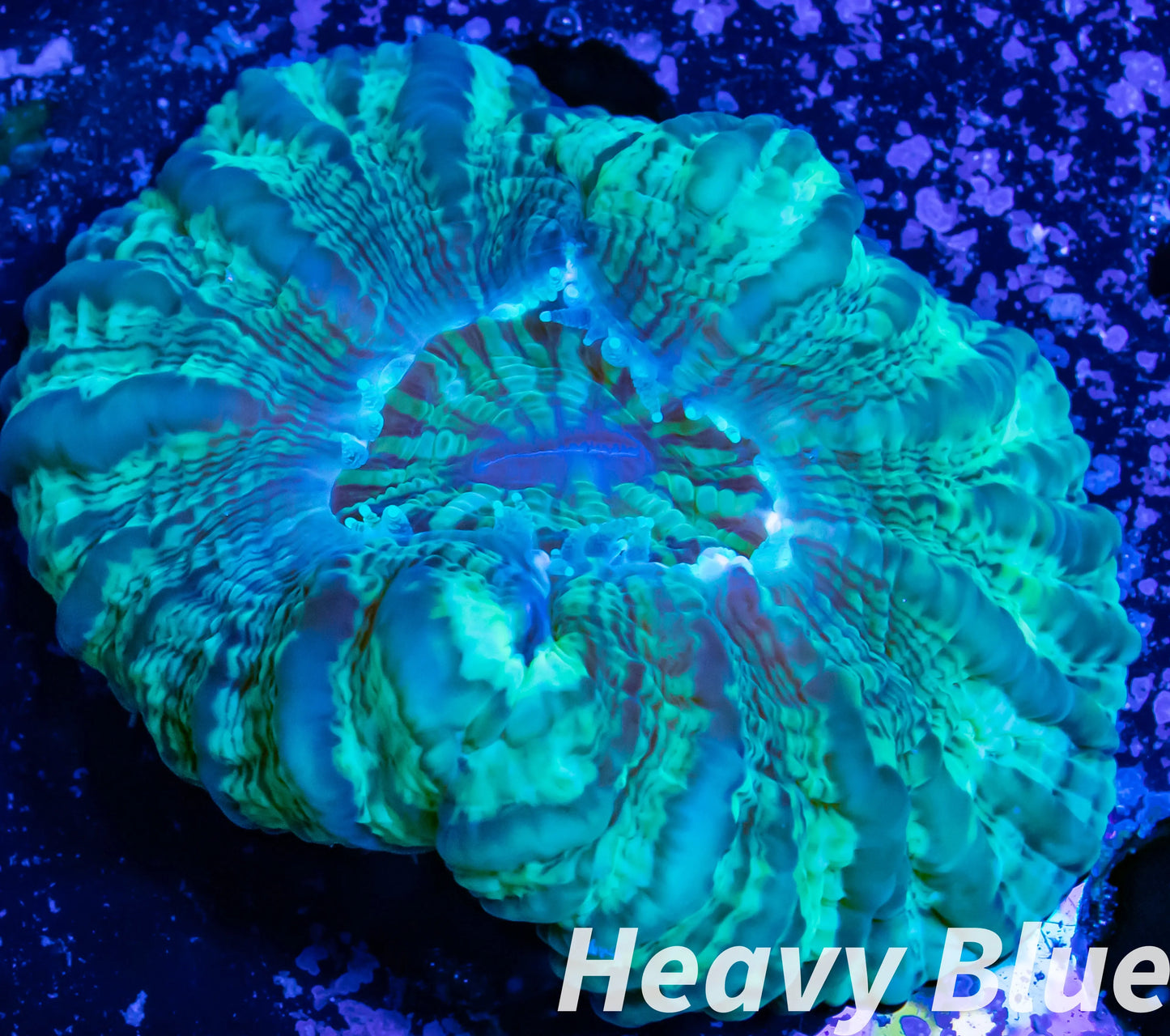 Cynarina Coral - LPS - WA Cynarina 4cm WYSIWYG Cynarina Coral - LPS - WA Cynarina 4cm WYSIWYG Cynarina Coral - LPS - WA Cynarina 4cm WYSIWYG Zeo Box Reef