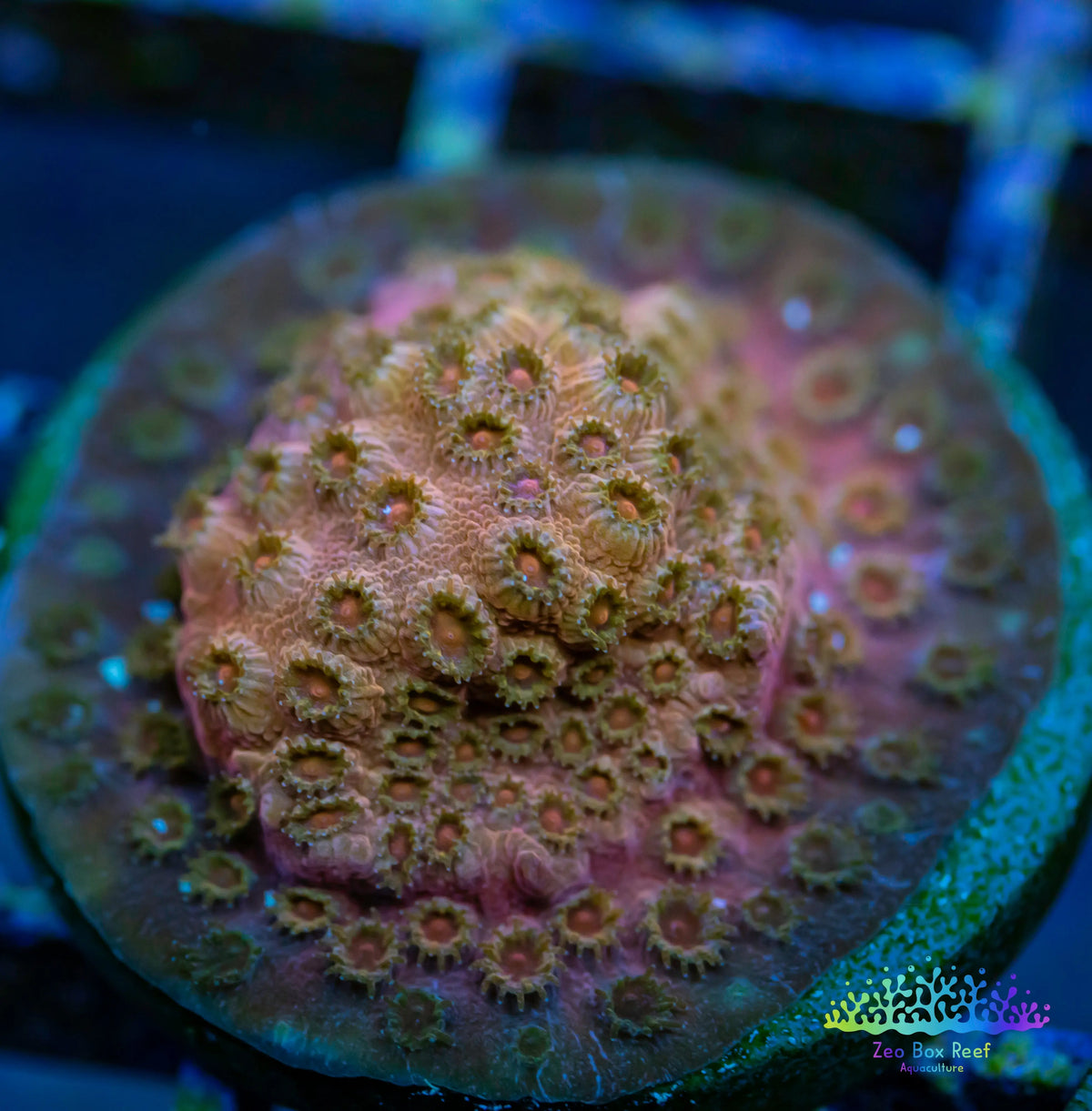 Cyphastrea - Frag WYSIWYG Cyphastrea - Frag WYSIWYG SPS Cyphastrea - Frag WYSIWYG Zeo Box Reef