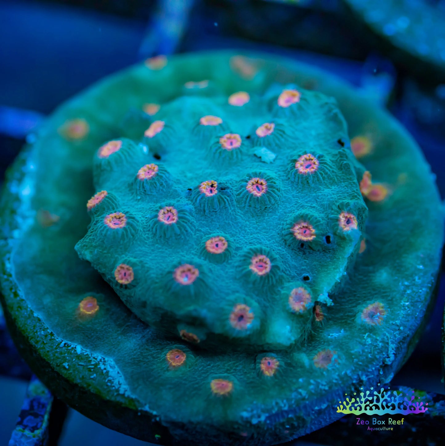 Cyphastrea - Frag WYSIWYG Cyphastrea - Frag WYSIWYG SPS Cyphastrea - Frag WYSIWYG Zeo Box Reef