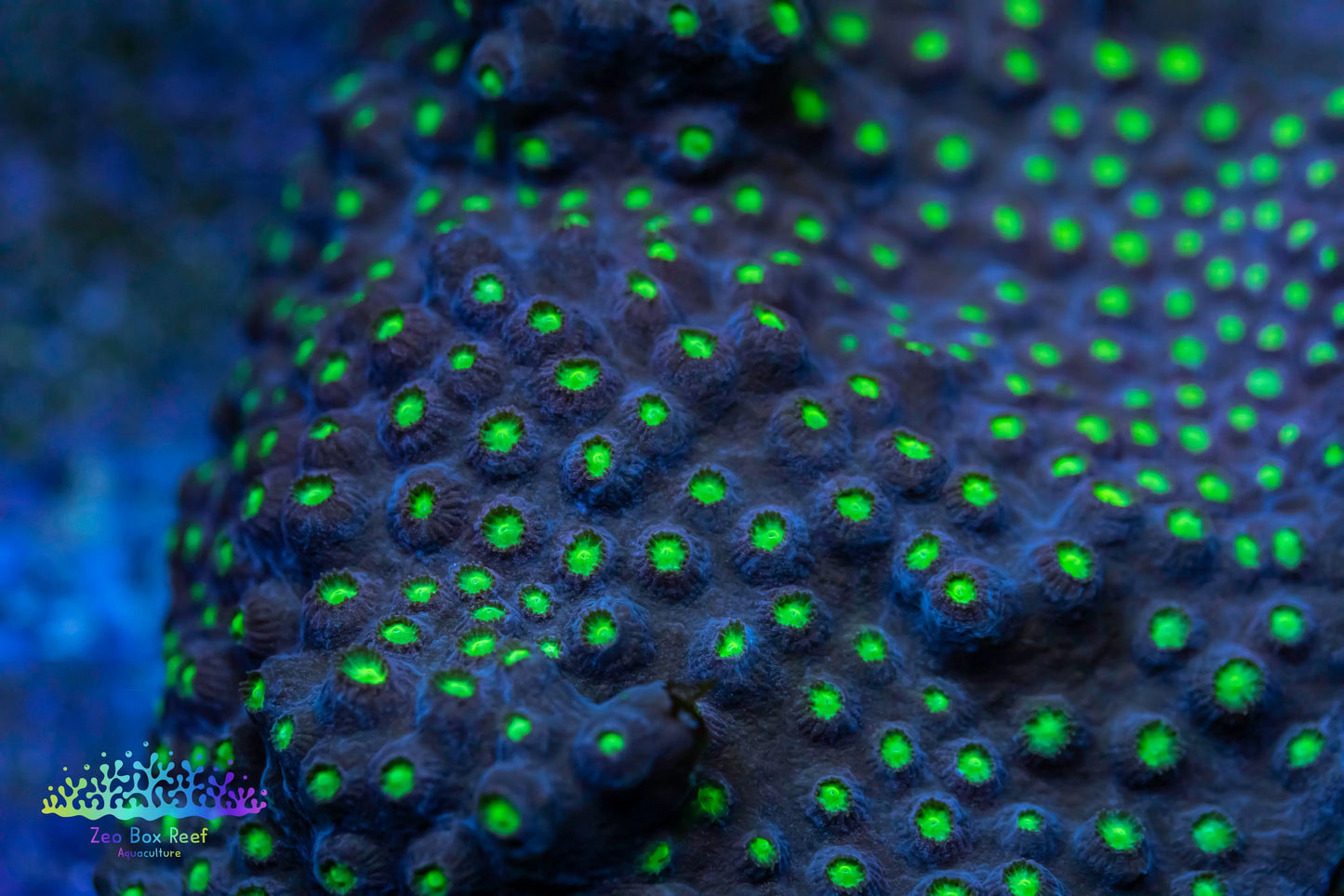 Cyphastrea ocellina - Stoney Coral- Cyphastrea Colony 7 x 7cm Cyphastrea ocellina - Stoney Coral- Cyphastrea Colony 7 x 7cm SPS Cyphastrea ocellina - Stoney Coral- Cyphastrea Colony 7 x 7cm Zeo Box Reef