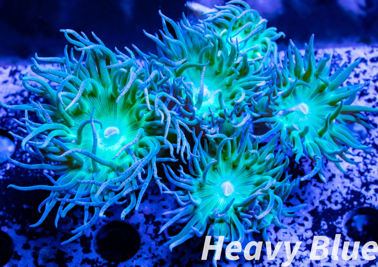 Duncanopsammia - Toxic Green Stem Duncan Coral Colony 7cm Duncanopsammia - Toxic Green Stem Duncan Coral Colony 7cm LPS Duncanopsammia - Toxic Green Stem Duncan Coral Colony 7cm Zeo Box Reef