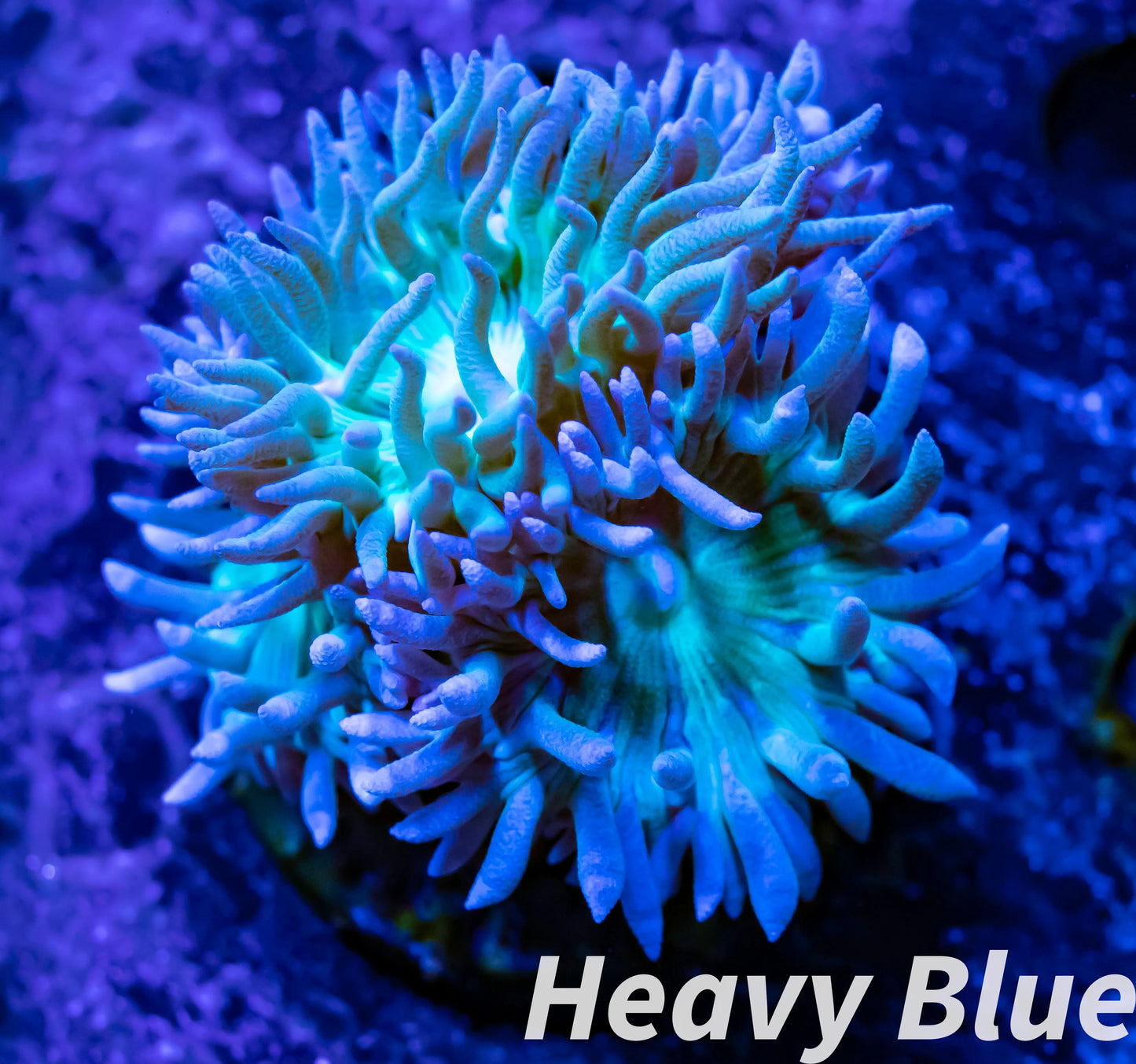 Duncanopsammia Coral- LPS- Green Duncan Frag Duncanopsammia Coral- LPS- Green Duncan Frag LPS Duncanopsammia Coral- LPS- Green Duncan Frag Zeo Box Reef