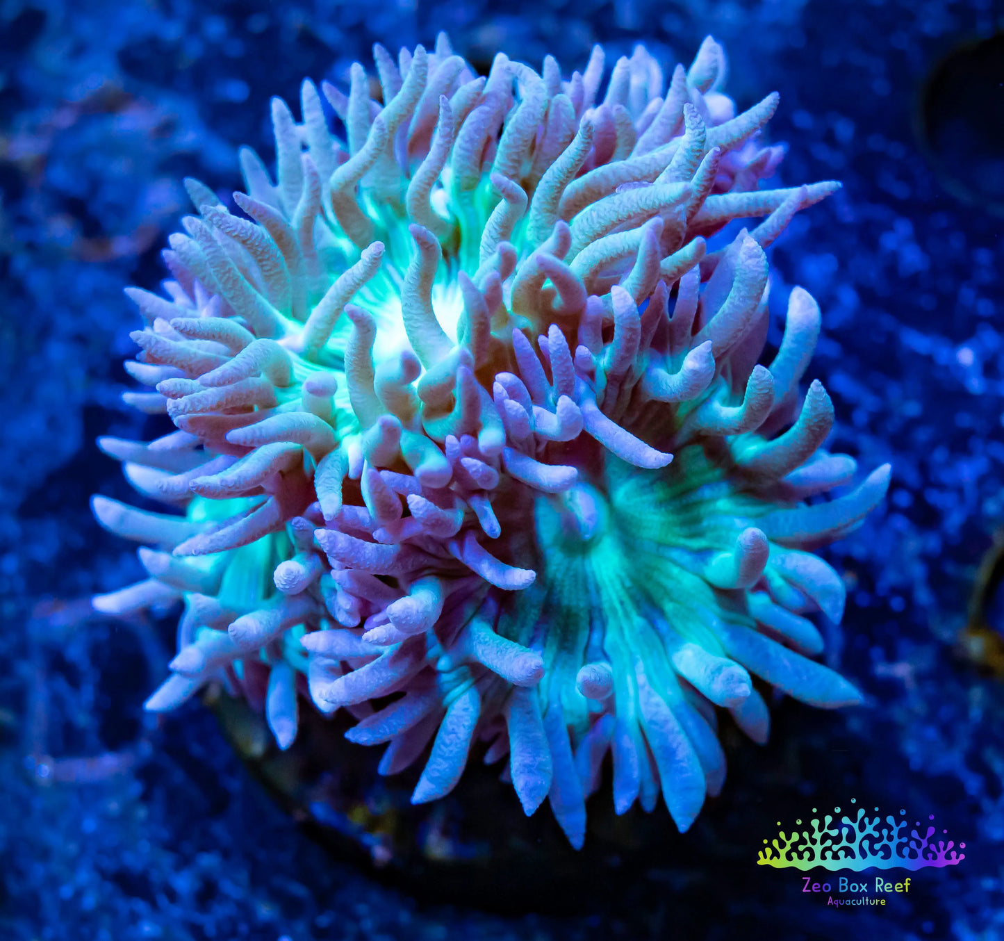 Duncanopsammia Coral- LPS- Green Duncan Frag Duncanopsammia Coral- LPS- Green Duncan Frag LPS Duncanopsammia Coral- LPS- Green Duncan Frag Zeo Box Reef