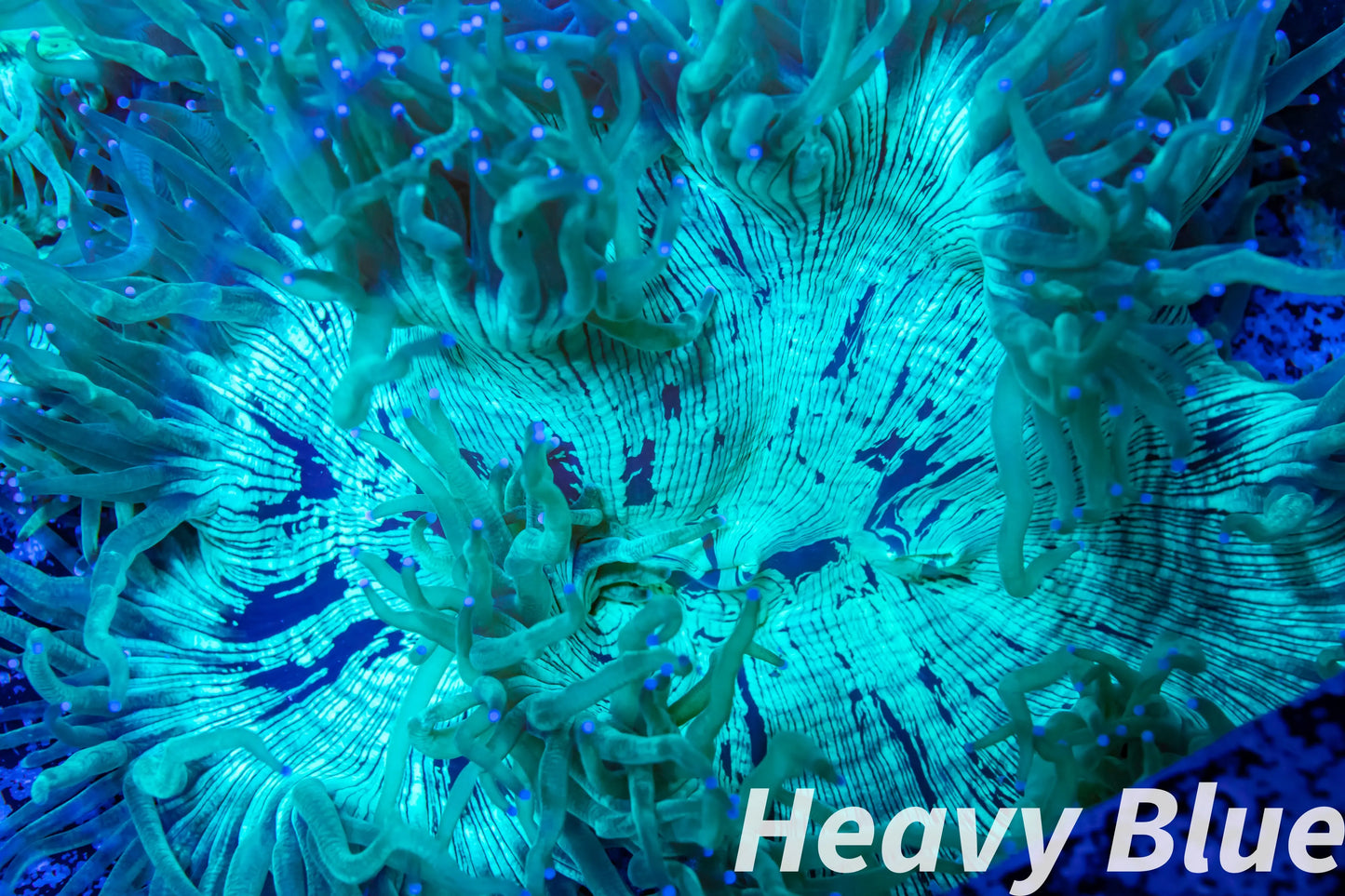 Elegance Coral- LPS- QLD Elegance Coral 6cm Elegance Coral- LPS- QLD Elegance Coral 6cm Aquarium Decor Elegance Coral- LPS- QLD Elegance Coral 6cm Zeo Box Reef