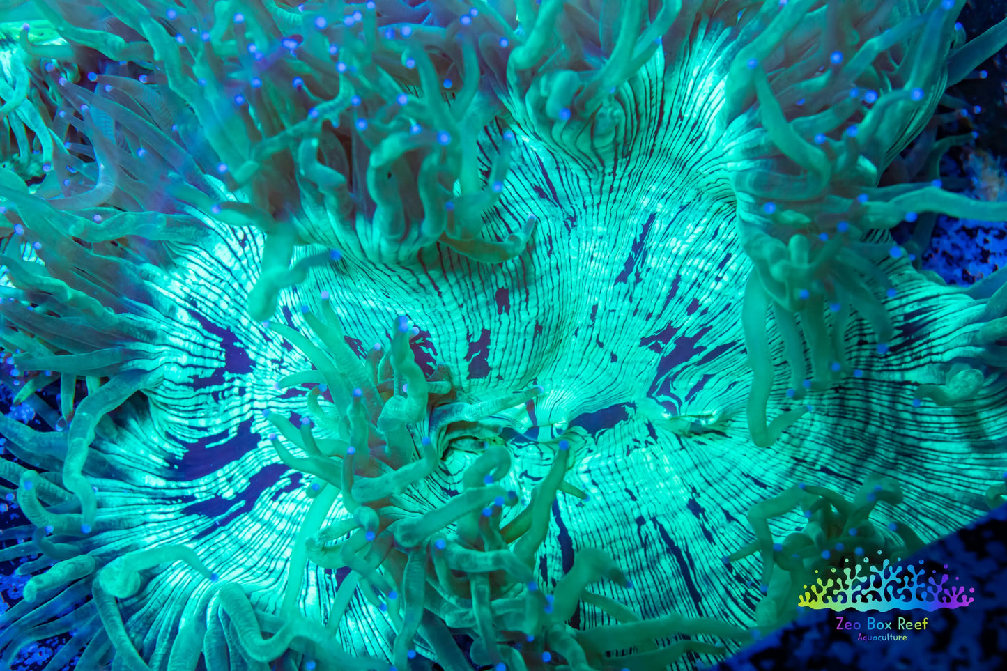 Elegance Coral- LPS- QLD Elegance Coral 6cm Elegance Coral- LPS- QLD Elegance Coral 6cm Aquarium Decor Elegance Coral- LPS- QLD Elegance Coral 6cm Zeo Box Reef