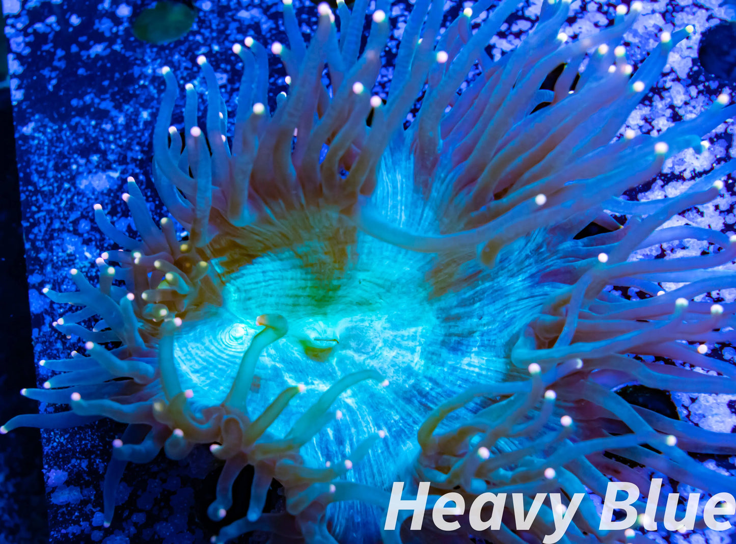 Elegance Coral- LPS- Yellow Tip Elegance Coral 5cm WYSIWYG Elegance Coral- LPS- Yellow Tip Elegance Coral 5cm WYSIWYG Aquarium Decor Elegance Coral- LPS- Yellow Tip Elegance Coral 5cm WYSIWYG Zeo Box Reef