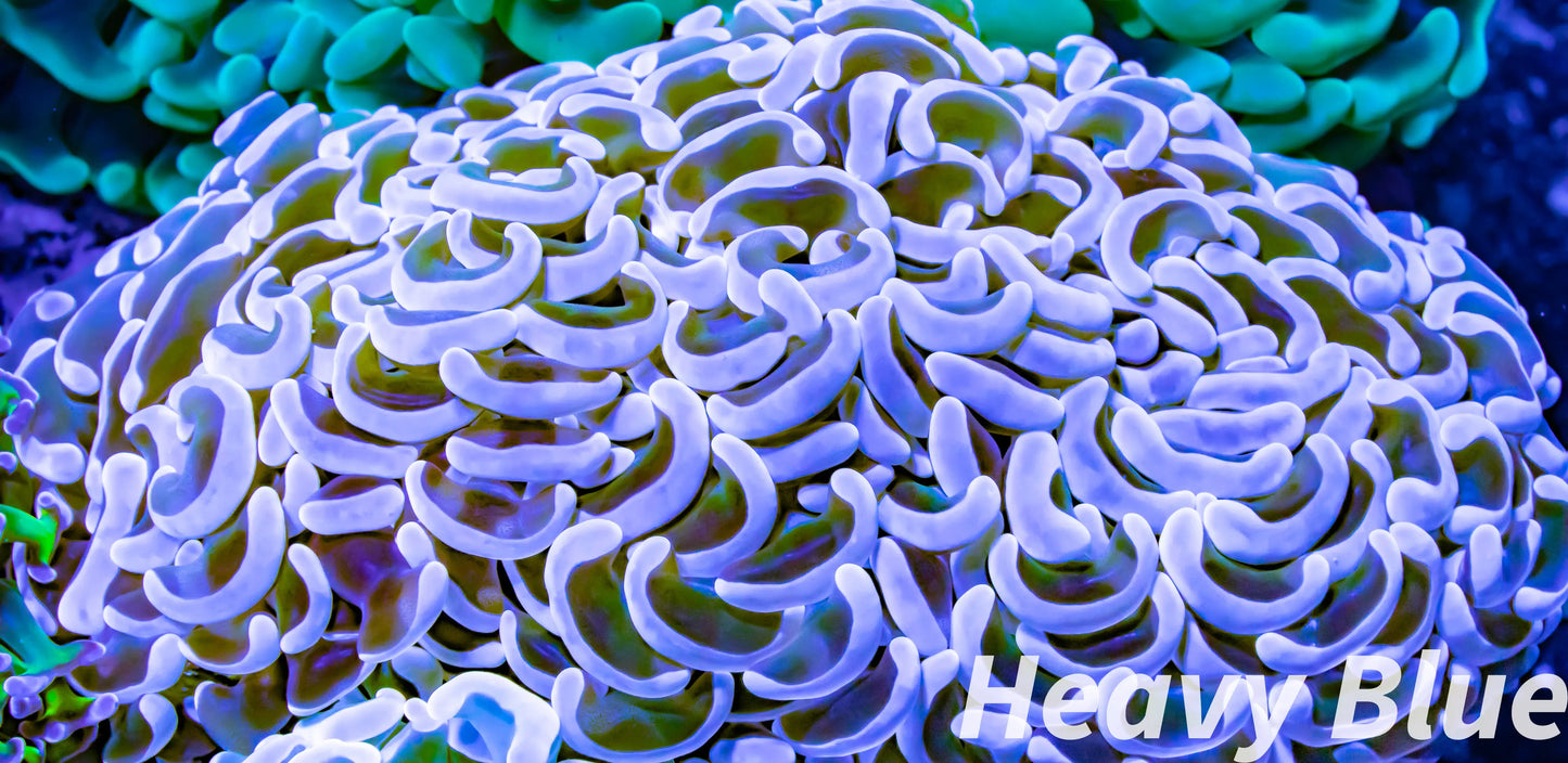 Euphyllia Ancora Coral- LPS - Hammer Coral WYSIWYG 11cm Euphyllia Ancora Coral- LPS - Hammer Coral WYSIWYG 11cm Animals & Pet Supplies Euphyllia Ancora Coral- LPS - Hammer Coral WYSIWYG 11cm Zeo Box Reef