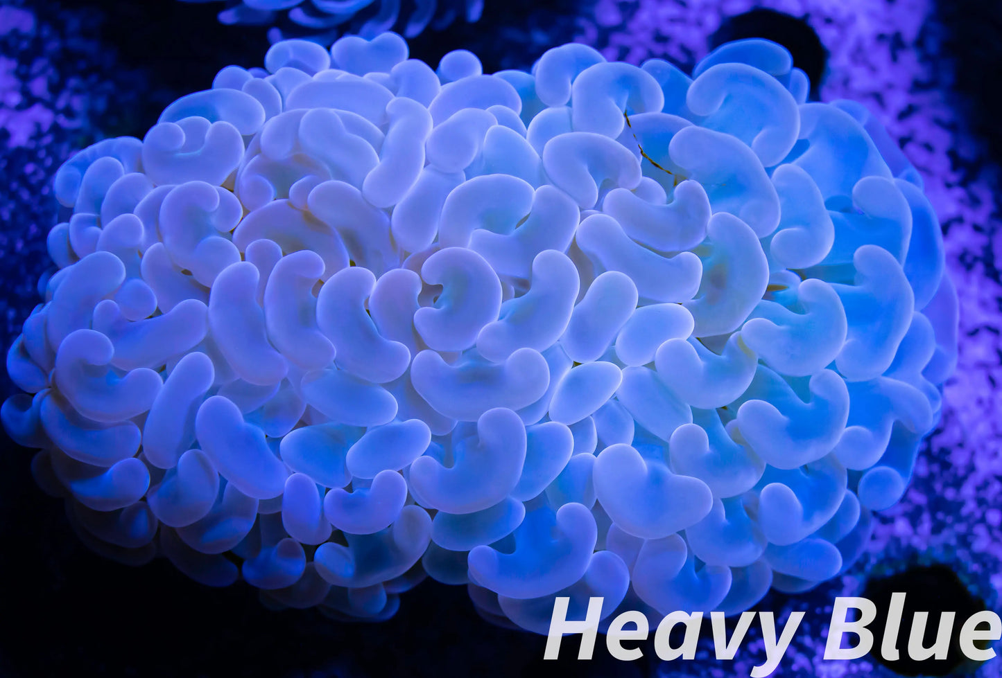 Euphyllia Ancora Coral- LPS - Purple Jelly Bean Hammer WYSIWYG 6cm Euphyllia Ancora Coral- LPS - Purple Jelly Bean Hammer WYSIWYG 6cm Animals & Pet Supplies Euphyllia Ancora Coral- LPS - Purple Jelly Bean Hammer WYSIWYG 6cm Zeo Box Reef