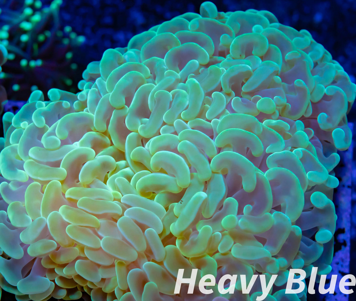 Euphyllia Ancora Coral- LPS - QLD Hammer Coral WYSIWYG 8cm Euphyllia Ancora Coral- LPS - QLD Hammer Coral WYSIWYG 8cm Animals & Pet Supplies Euphyllia Ancora Coral- LPS - QLD Hammer Coral WYSIWYG 8cm Zeo Box Reef