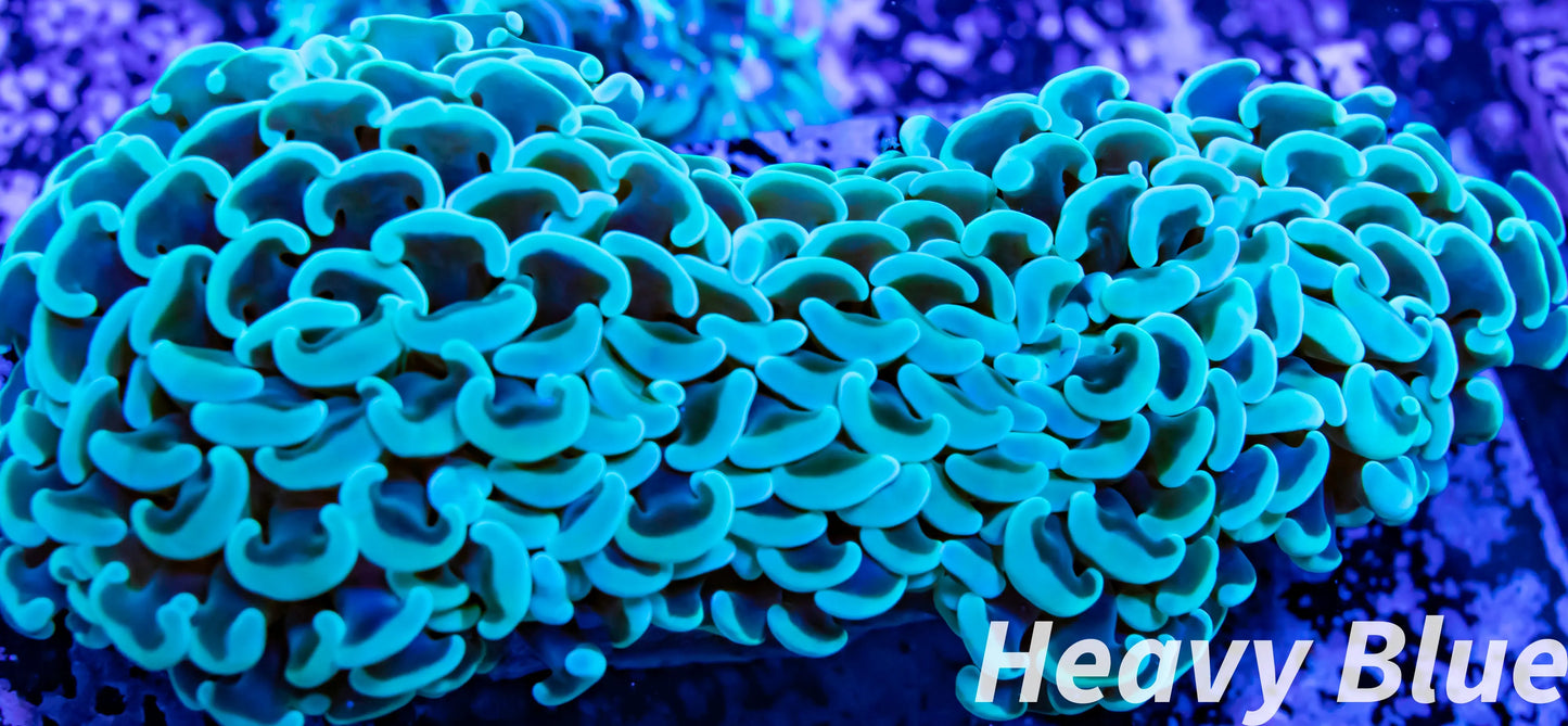 Euphyllia Ancora Coral- LPS - QLD Hammer Coral WYSIWYG 10cm Euphyllia Ancora Coral- LPS - QLD Hammer Coral WYSIWYG 10cm Animals & Pet Supplies Euphyllia Ancora Coral- LPS - QLD Hammer Coral WYSIWYG 10cm Zeo Box Reef