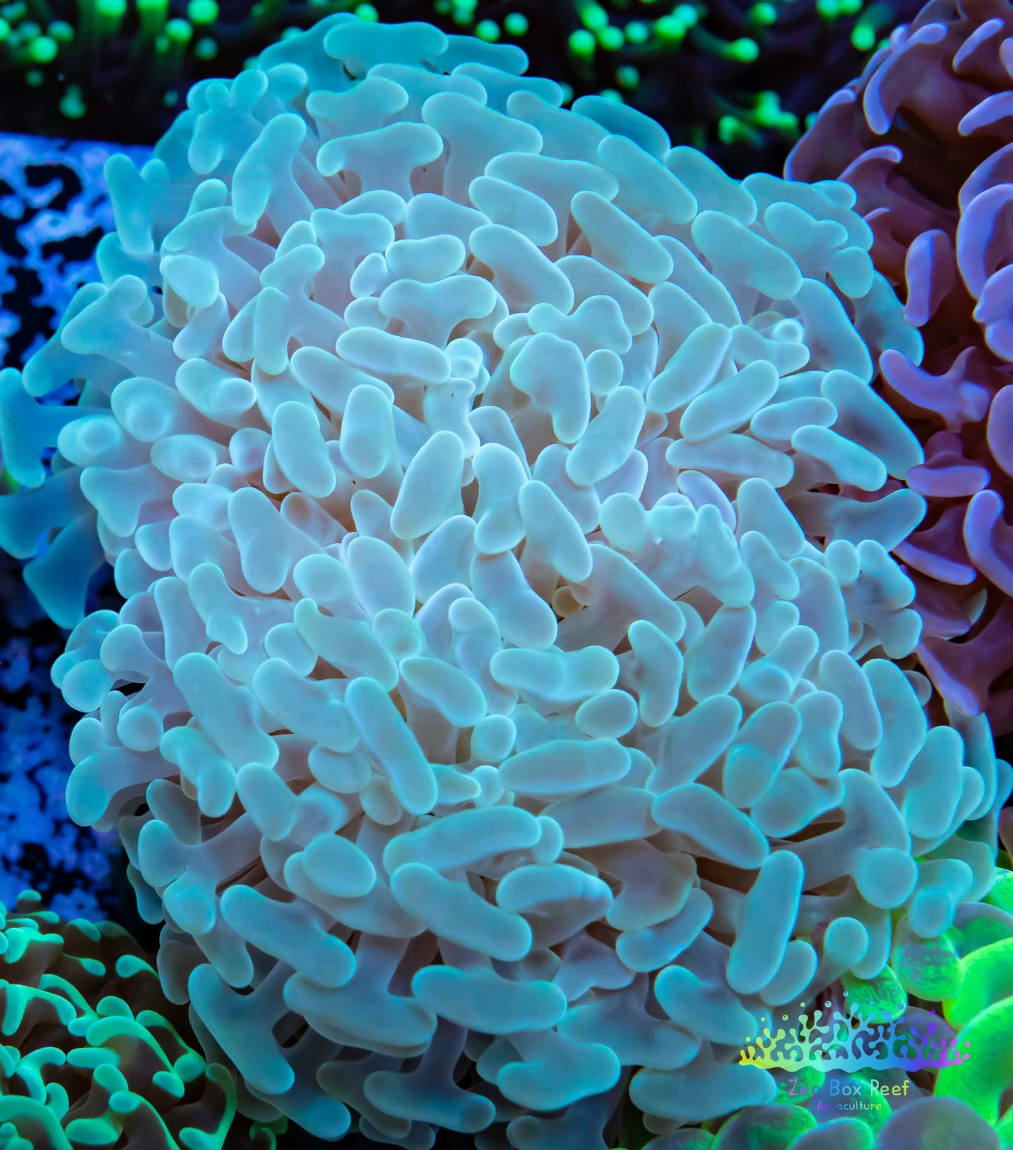 Euphyllia Ancora Coral- LPS - QLD Ultra Blue Hammer Coral WYSIWYG 8cm Euphyllia Ancora Coral- LPS - QLD Ultra Blue Hammer Coral WYSIWYG 8cm Animals & Pet Supplies Euphyllia Ancora Coral- LPS - QLD Ultra Blue Hammer Coral WYSIWYG 8cm Zeo Box Reef