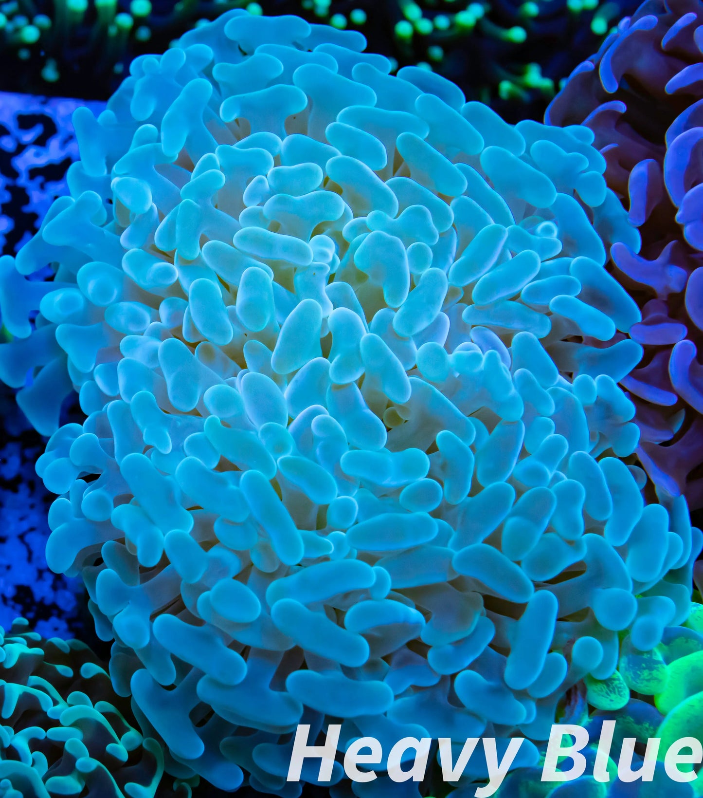 Euphyllia Ancora Coral- LPS - QLD Ultra Blue Hammer Coral WYSIWYG 8cm Euphyllia Ancora Coral- LPS - QLD Ultra Blue Hammer Coral WYSIWYG 8cm Animals & Pet Supplies Euphyllia Ancora Coral- LPS - QLD Ultra Blue Hammer Coral WYSIWYG 8cm Zeo Box Reef