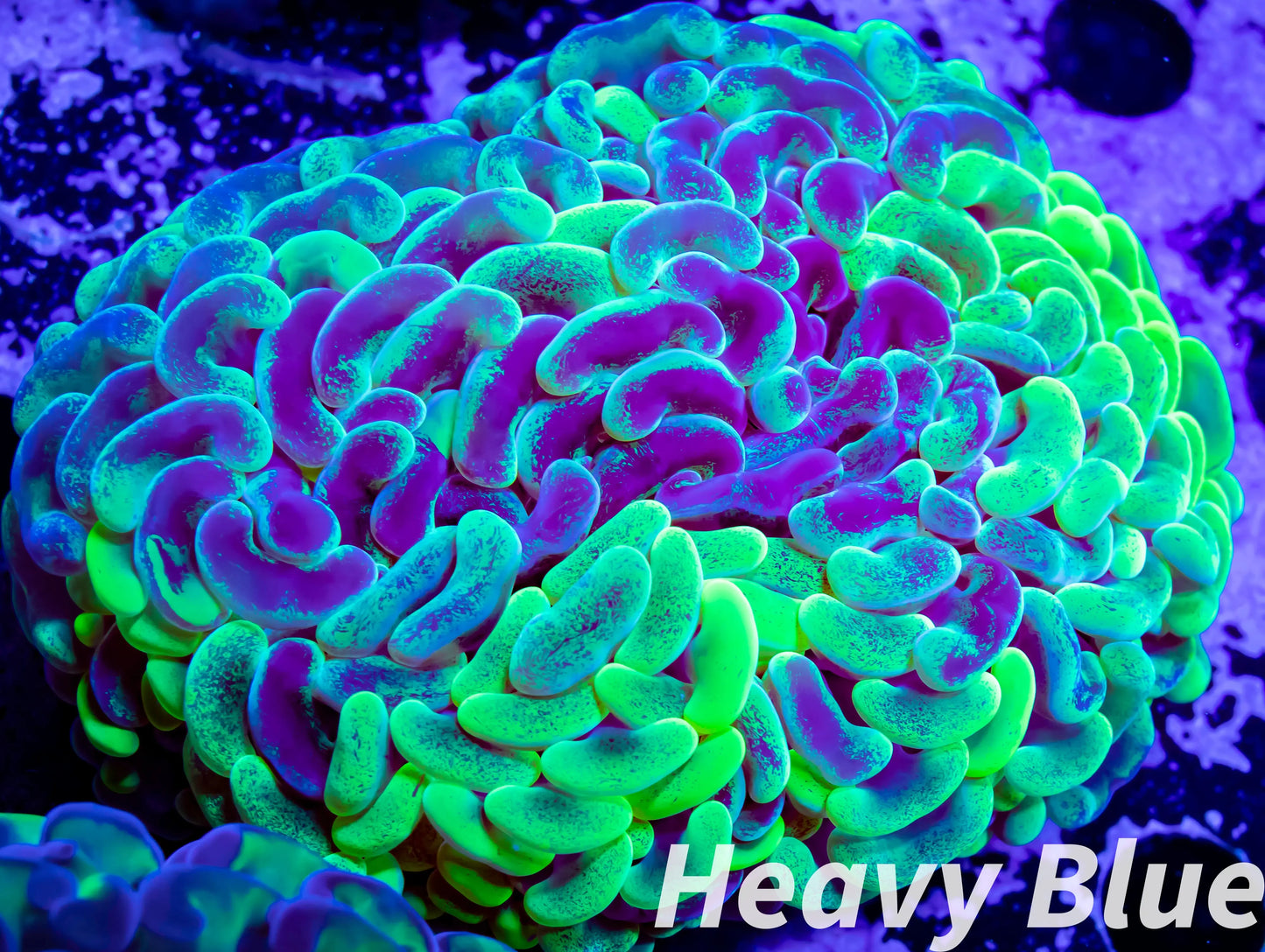 Euphyllia Ancora Coral- LPS - QLD Ultra Toxic Green Mottled Hammer Coral WYSIWYG 8cm Euphyllia Ancora Coral- LPS - QLD Ultra Toxic Green Mottled Hammer Coral WYSIWYG 8cm Animals & Pet Supplies Euphyllia Ancora Coral- LPS - QLD Ultra Toxic Green Mottled Hammer Coral WYSIWYG 8cm Zeo Box Reef