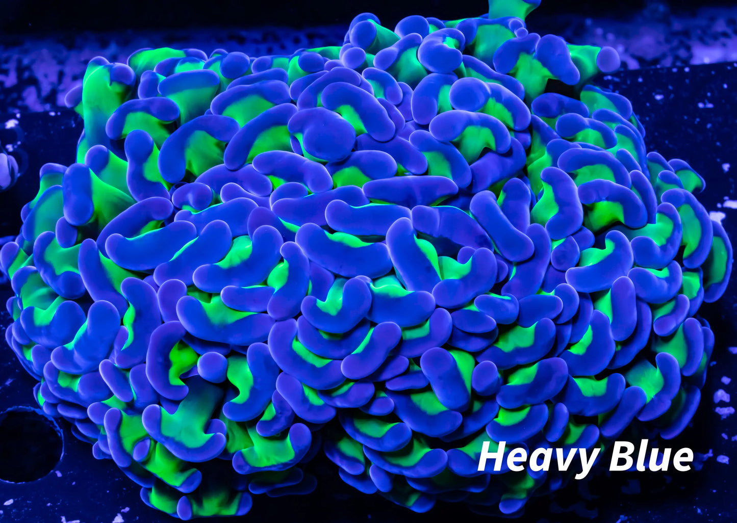 Euphyllia Ancora Coral- LPS - Reverse Toxic Green Stem Jelly Bean Hammer Coral WYSIWY 10cm Euphyllia Ancora Coral- LPS - Reverse Toxic Green Stem Jelly Bean Hammer Coral WYSIWY 10cm Animals & Pet Supplies Euphyllia Ancora Coral- LPS - Reverse Toxic Green Stem Jelly Bean Hammer Coral WYSIWY 10cm Zeo Box Reef