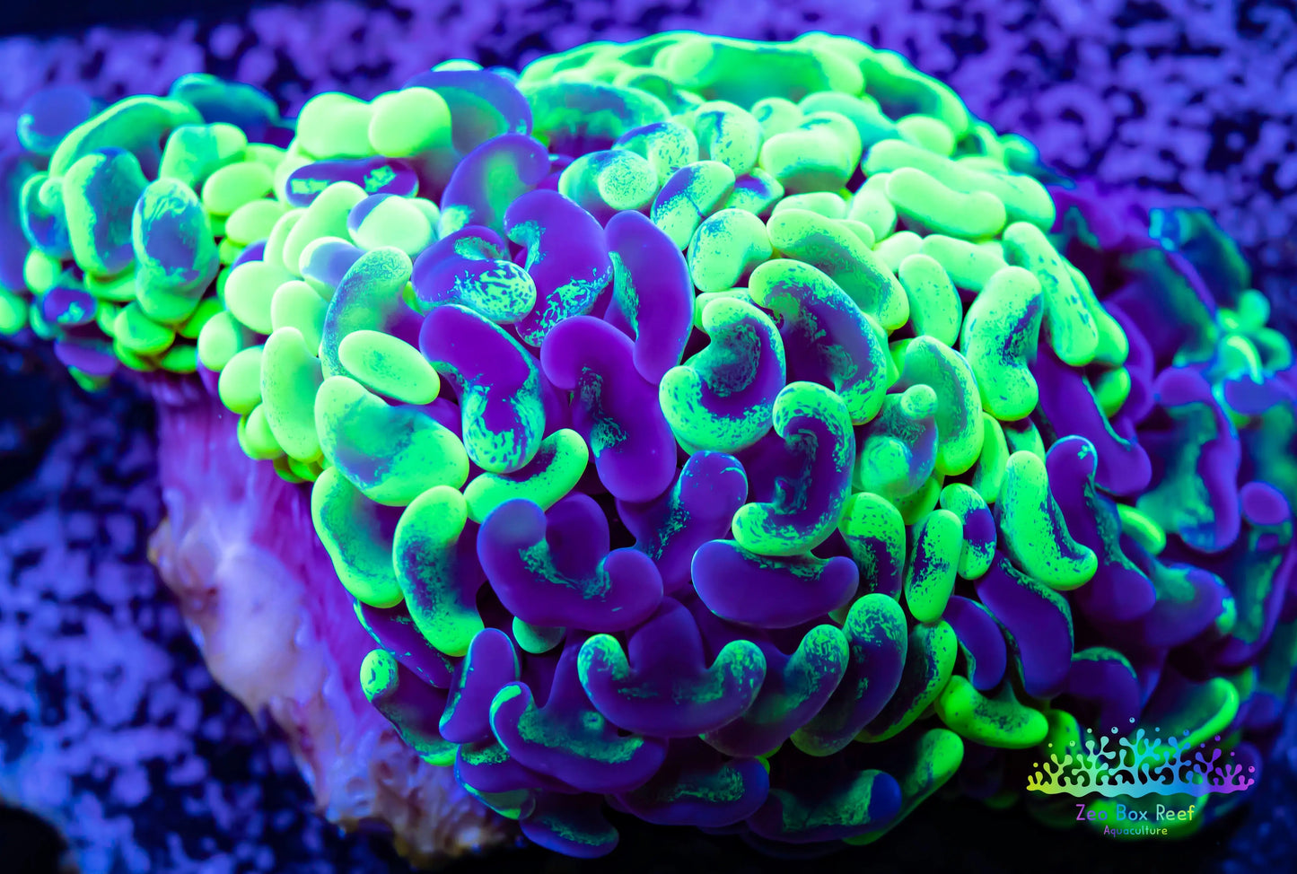 Euphyllia Ancora Coral- LPS - Toxic Green Marbled Hammer WYSIWYG 6cm Euphyllia Ancora Coral- LPS - Toxic Green Marbled Hammer WYSIWYG 6cm Animals & Pet Supplies Euphyllia Ancora Coral- LPS - Toxic Green Marbled Hammer WYSIWYG 6cm Zeo Box Reef