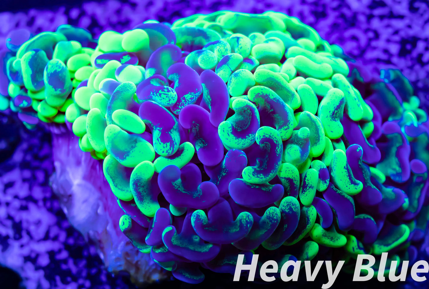 Euphyllia Ancora Coral- LPS - Toxic Green Marbled Hammer WYSIWYG 6cm Euphyllia Ancora Coral- LPS - Toxic Green Marbled Hammer WYSIWYG 6cm Animals & Pet Supplies Euphyllia Ancora Coral- LPS - Toxic Green Marbled Hammer WYSIWYG 6cm Zeo Box Reef
