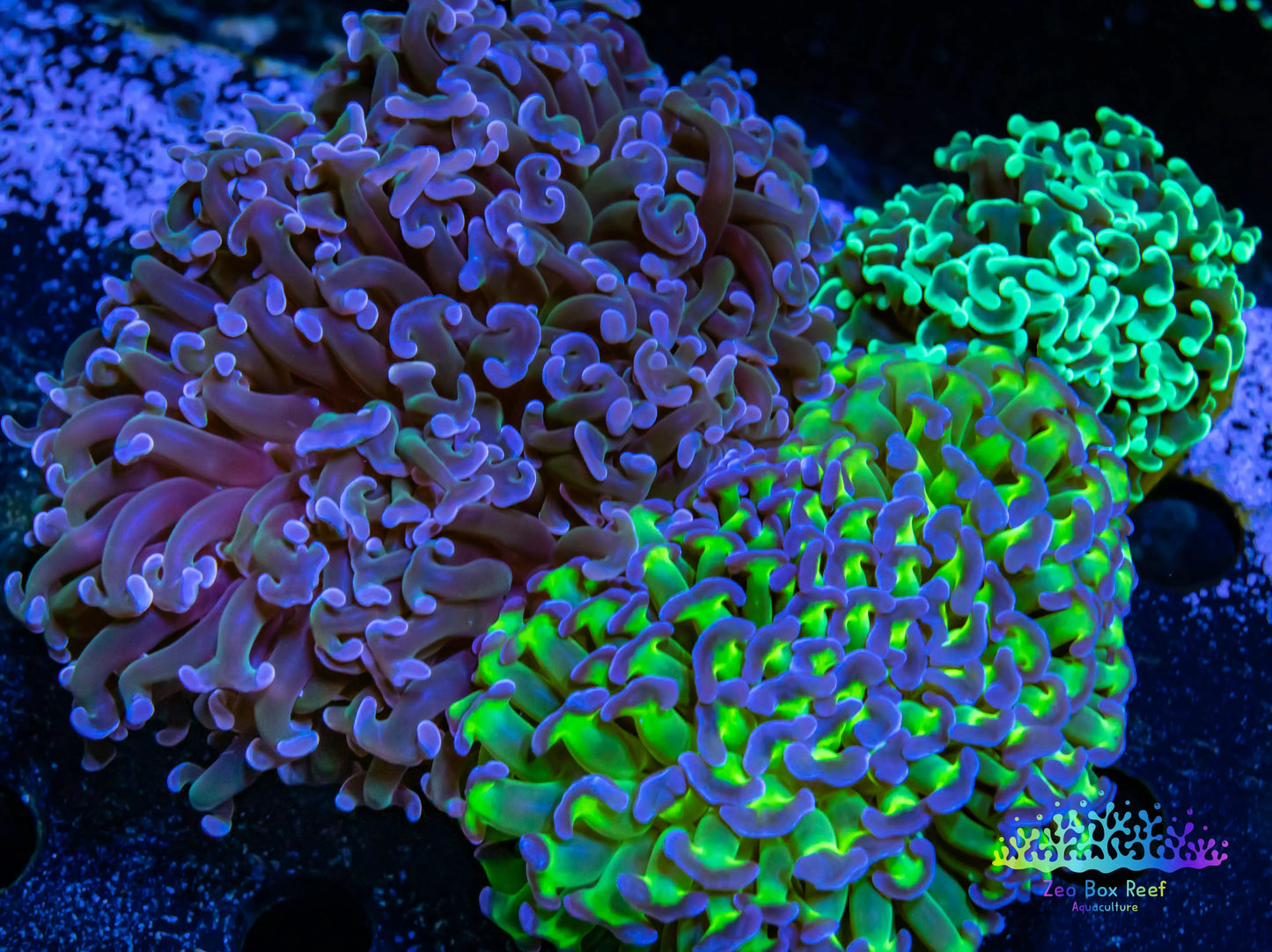 Euphyllia Ancora Coral- LPS Hammer Pack WYSIWYG Euphyllia Ancora Coral- LPS Hammer Pack WYSIWYG Aquarium Decor Euphyllia Ancora Coral- LPS Hammer Pack WYSIWYG Zeo Box Reef
