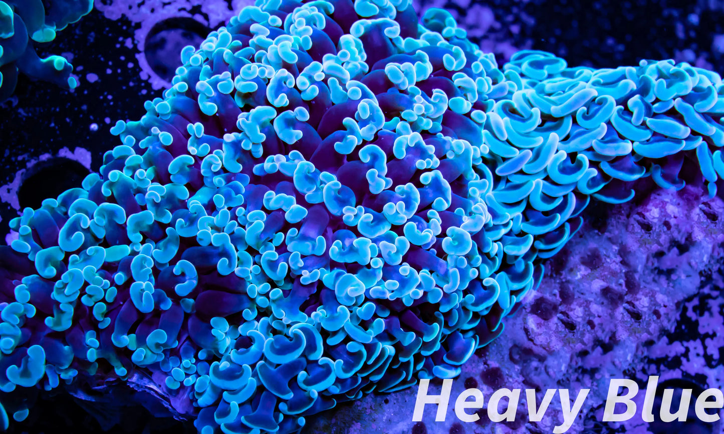 Euphyllia Ancora Coral- LPS- Hammer WYSIWYG 11cm Euphyllia Ancora Coral- LPS- Hammer WYSIWYG 11cm Aquarium Decor Euphyllia Ancora Coral- LPS- Hammer WYSIWYG 11cm Zeo Box Reef
