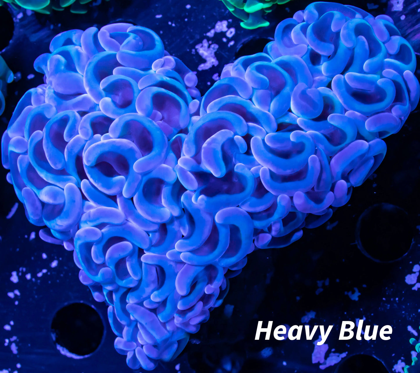 Euphyllia Ancora Coral- LPS- Hammer WYSIWYG 5cm Euphyllia Ancora Coral- LPS- Hammer WYSIWYG 5cm Aquarium Decor Euphyllia Ancora Coral- LPS- Hammer WYSIWYG 5cm Zeo Box Reef