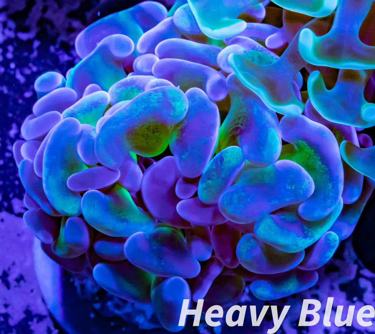 Euphyllia Ancora Coral- LPS- Reverse Jelly Bean blotched Hammer WYSIWYG 4cm Euphyllia Ancora Coral- LPS- Reverse Jelly Bean blotched Hammer WYSIWYG 4cm Aquarium Decor Euphyllia Ancora Coral- LPS- Reverse Jelly Bean blotched Hammer WYSIWYG 4cm Zeo Box Reef