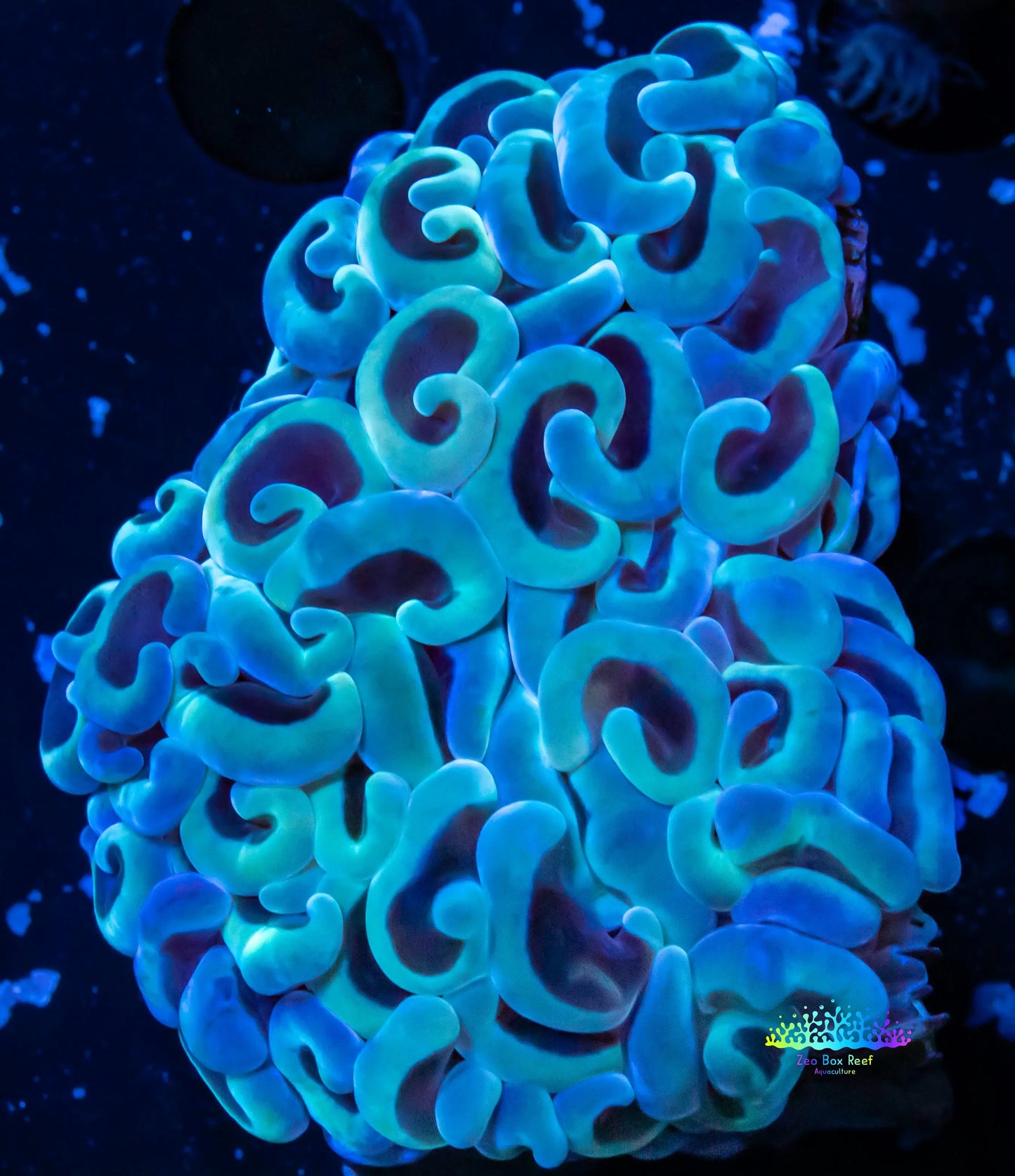 Euphyllia Ancora Coral- LPS Hammer WYSIWYG 5cm Euphyllia Ancora Coral- LPS Hammer WYSIWYG 5cm Aquarium Decor Euphyllia Ancora Coral- LPS Hammer WYSIWYG 5cm Zeo Box Reef